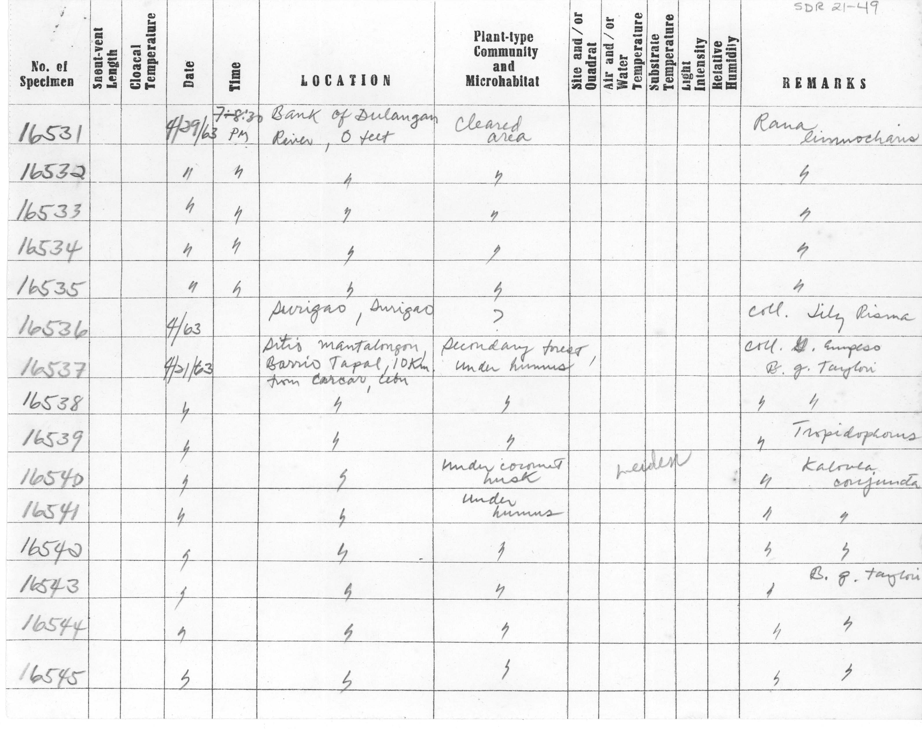 Kaloula conjuncta image