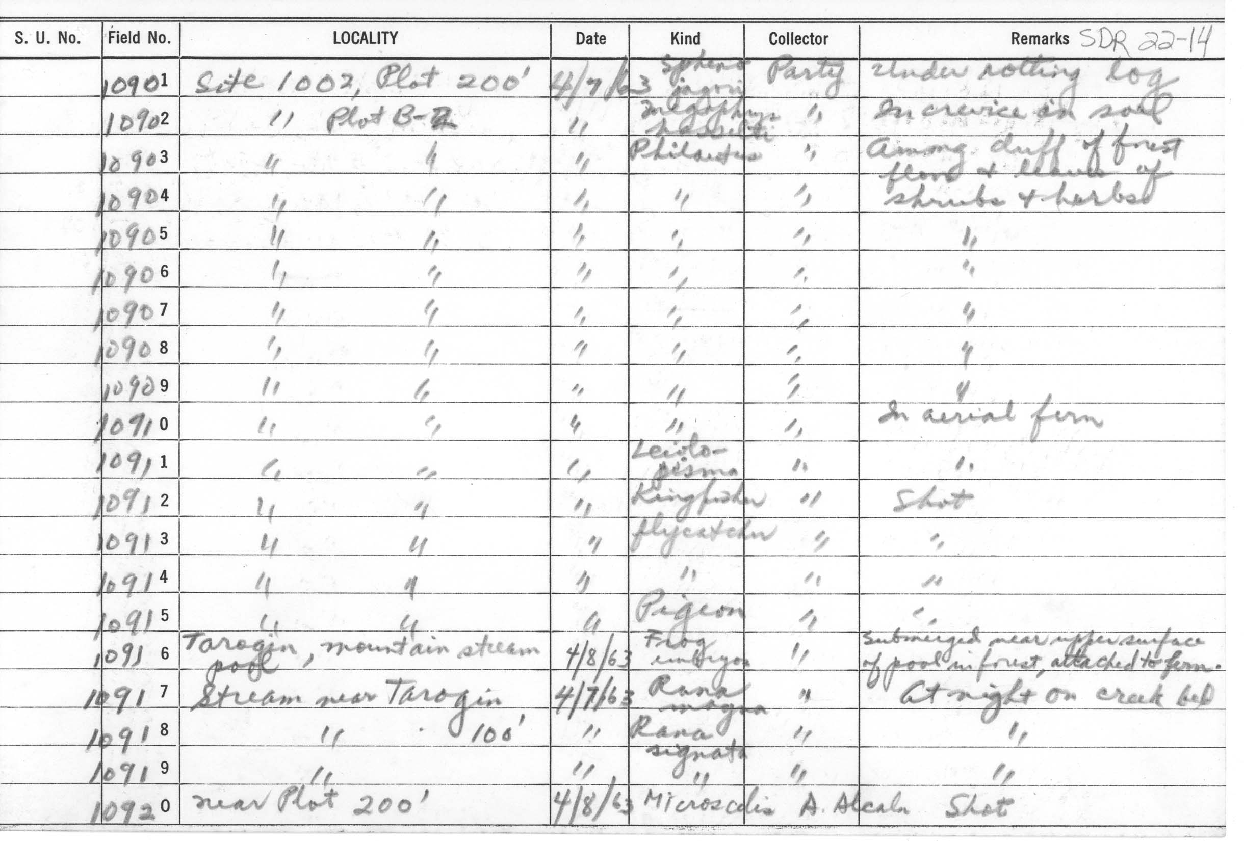 Hylarana mangyanum image