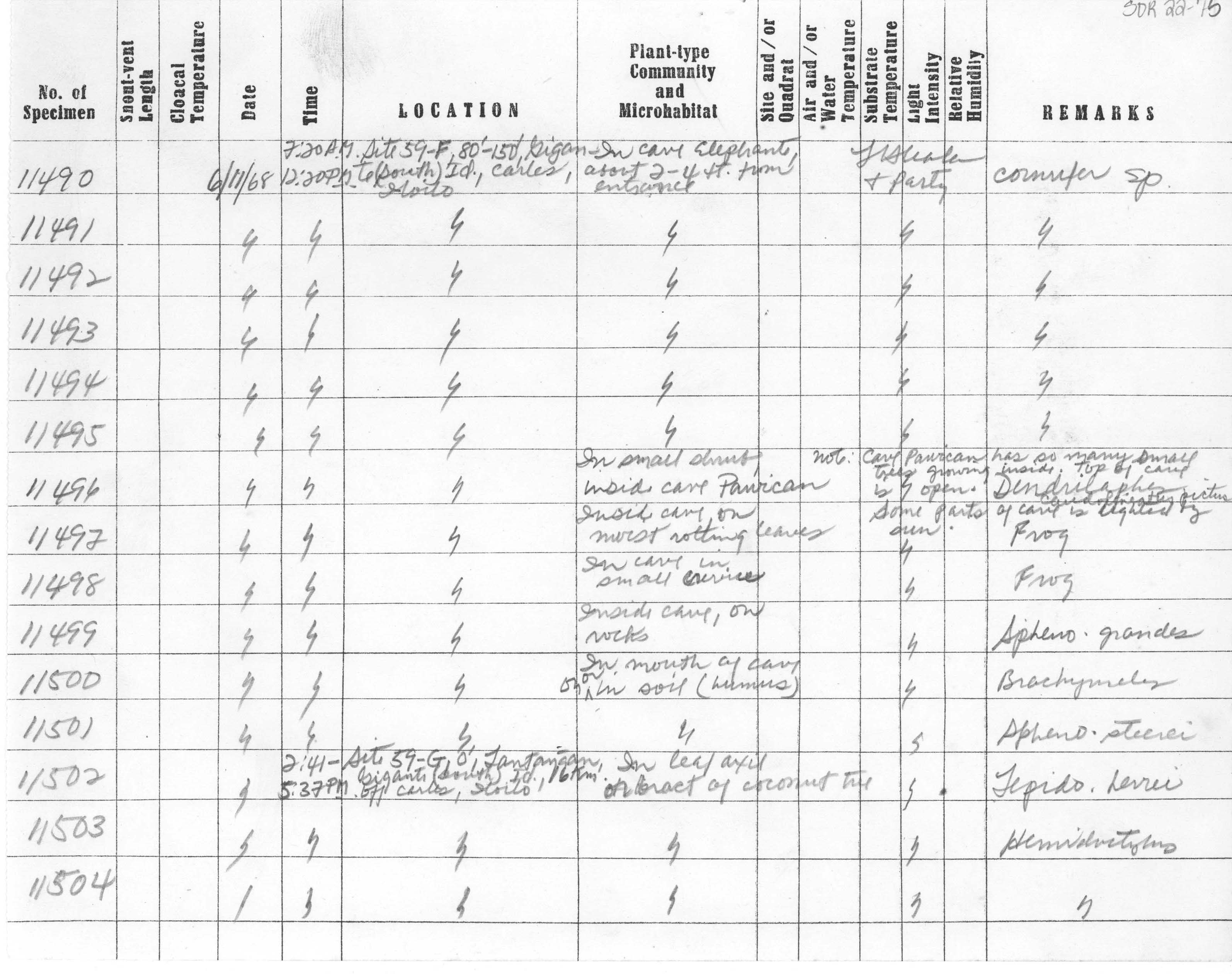 Platymantis insulatus image