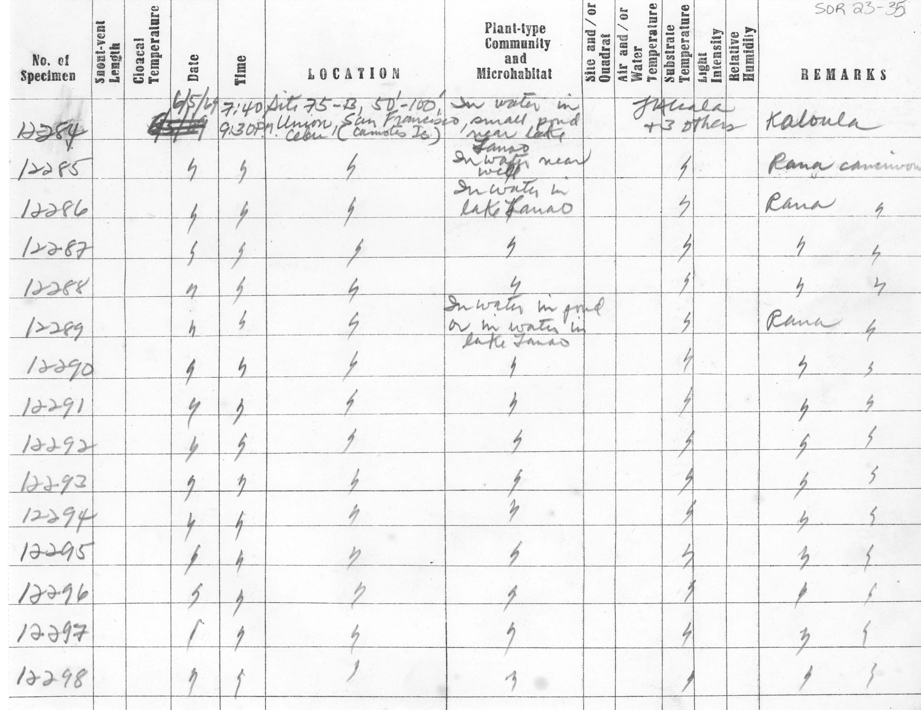 Kaloula conjuncta image