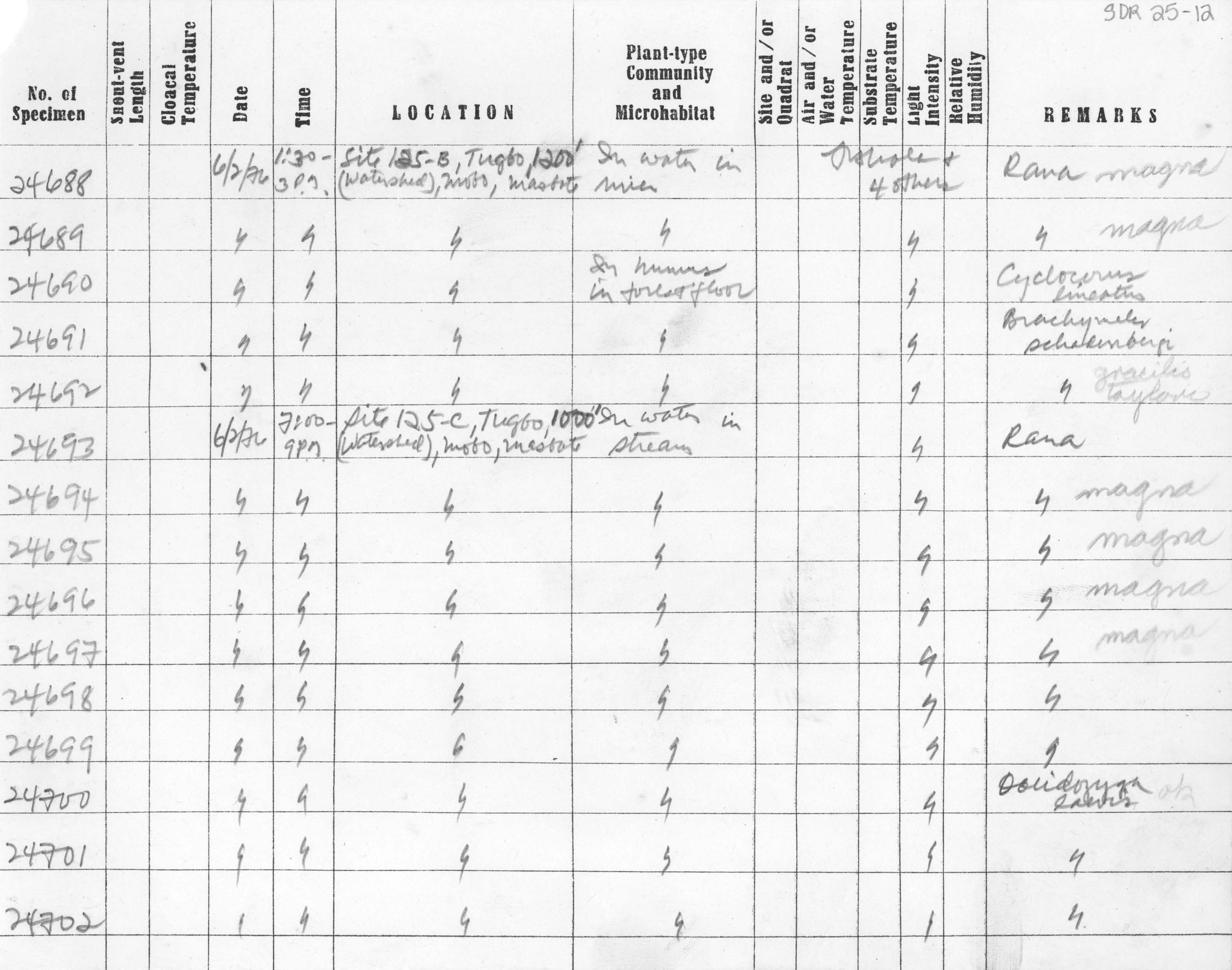 Limnonectes macrocephalus image