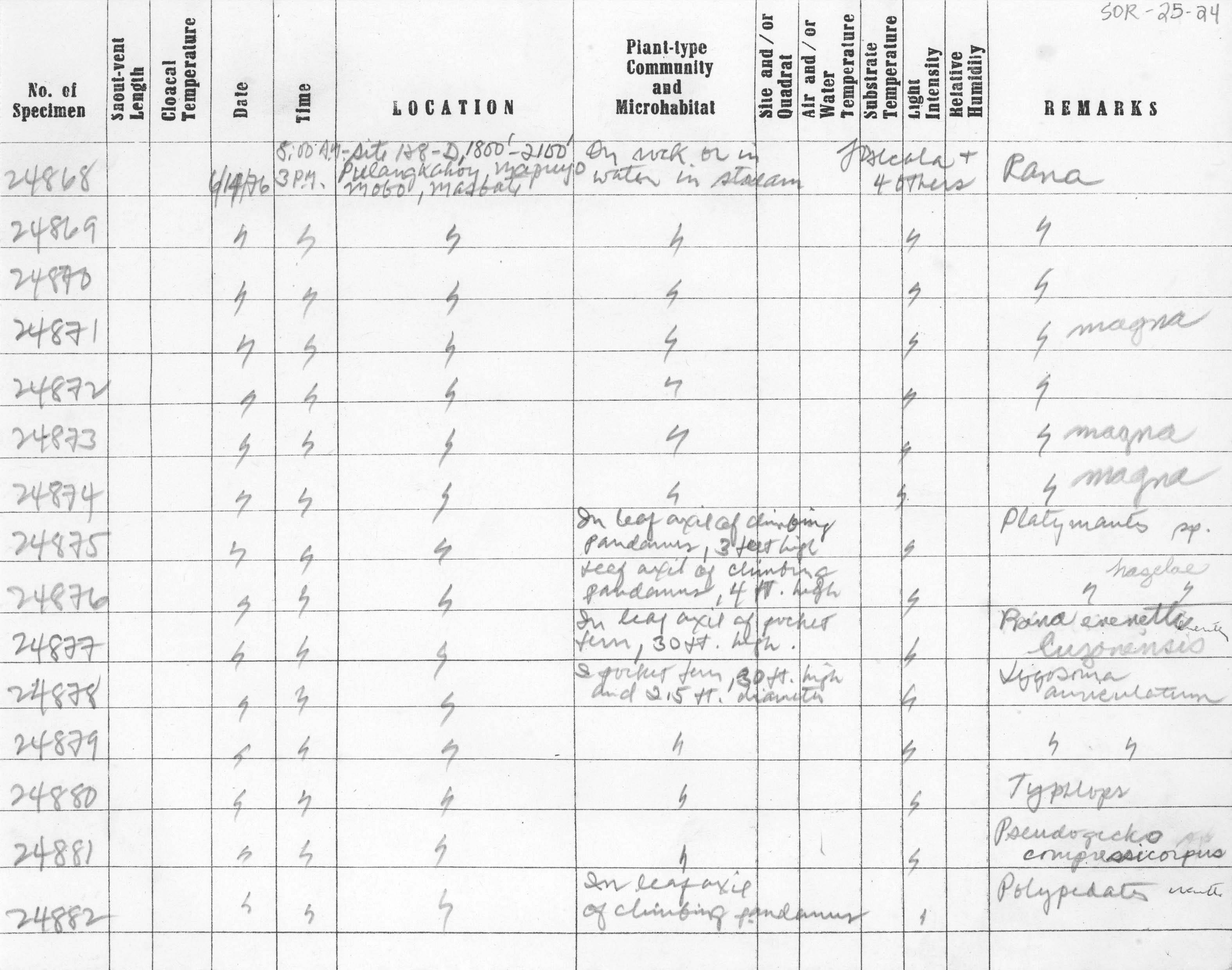 Pseudogekko compressicorpus image