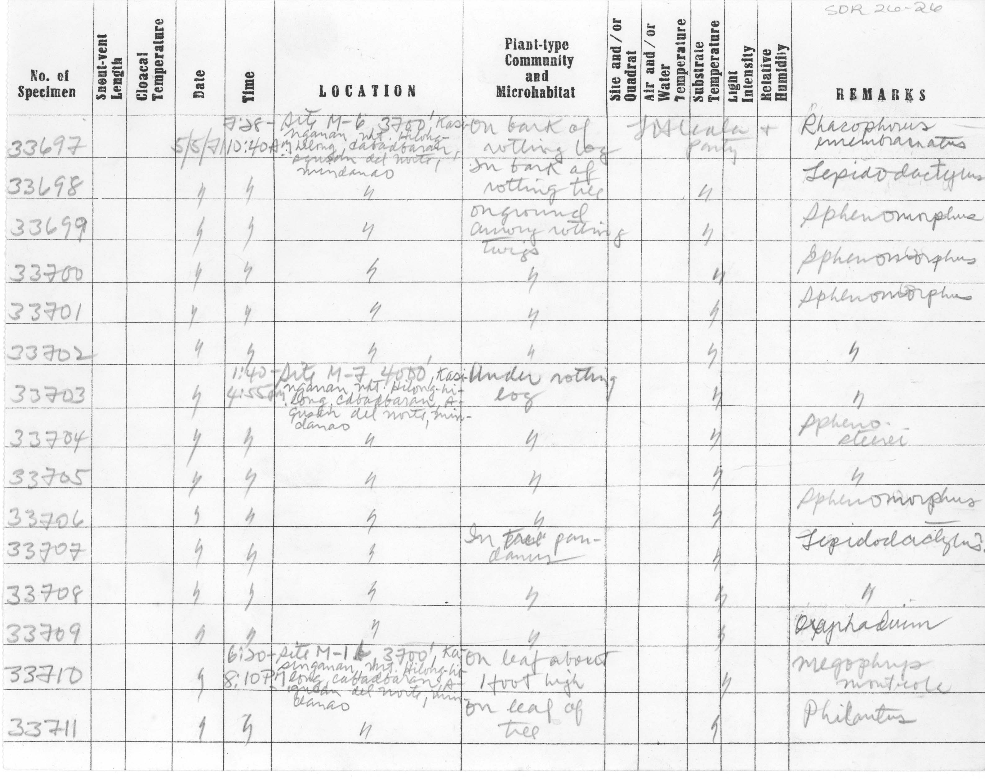 Oxyrhabdium modestum image