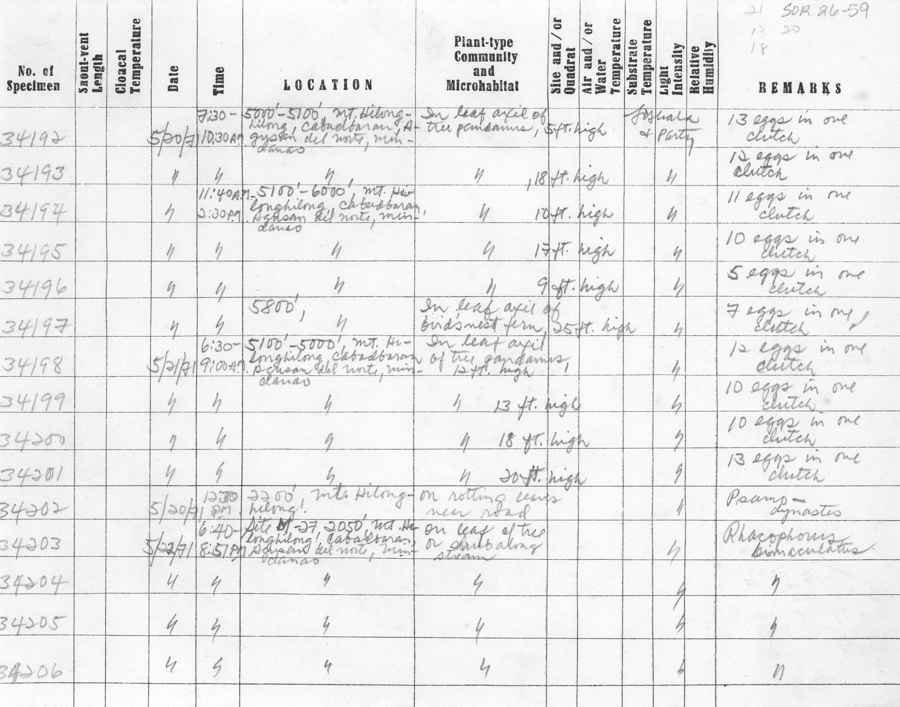 Rhacophorus bimaculatus image
