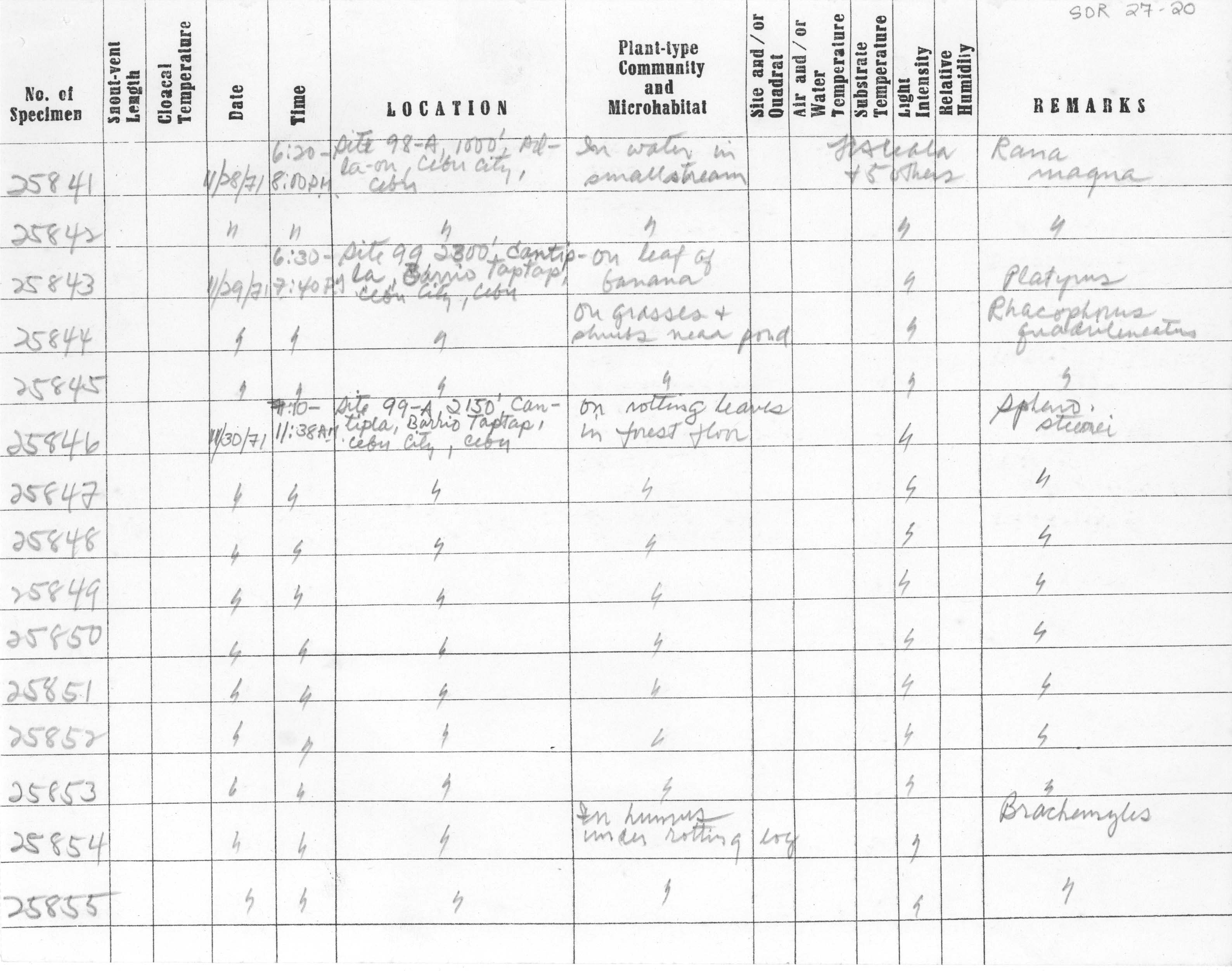 Hemidactylus stejnegeri image