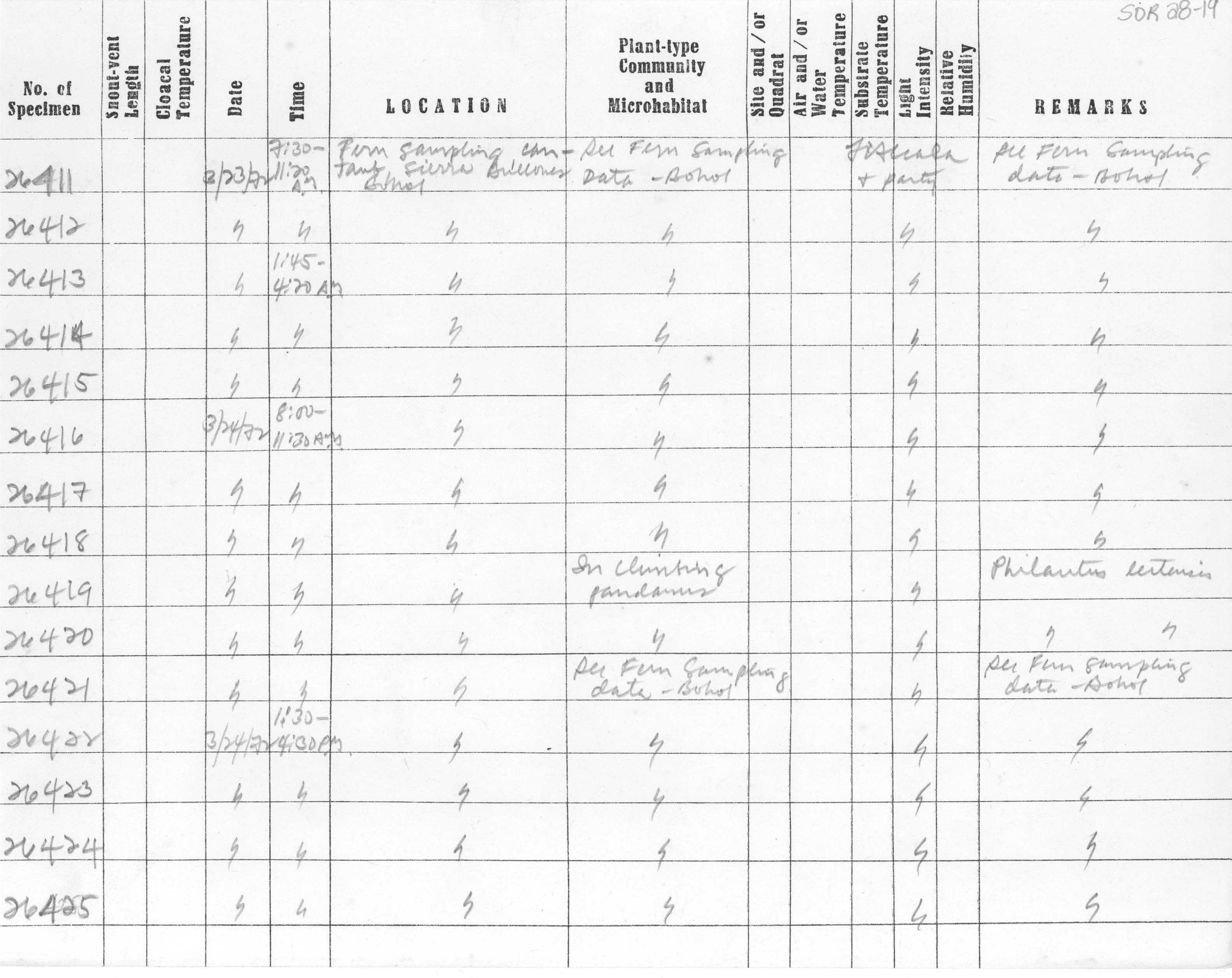 Platymantis rabori image