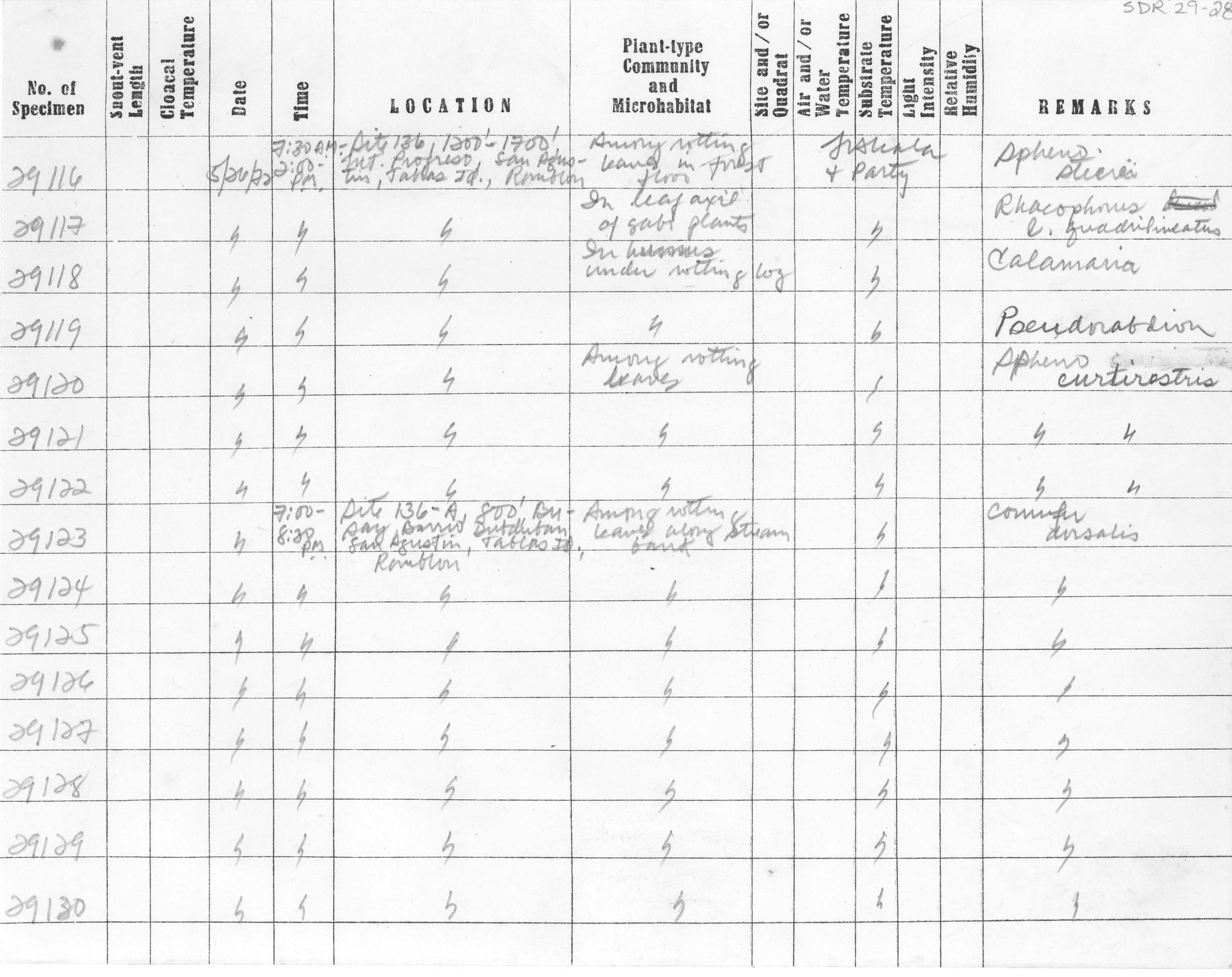 Platymantis levigatus image