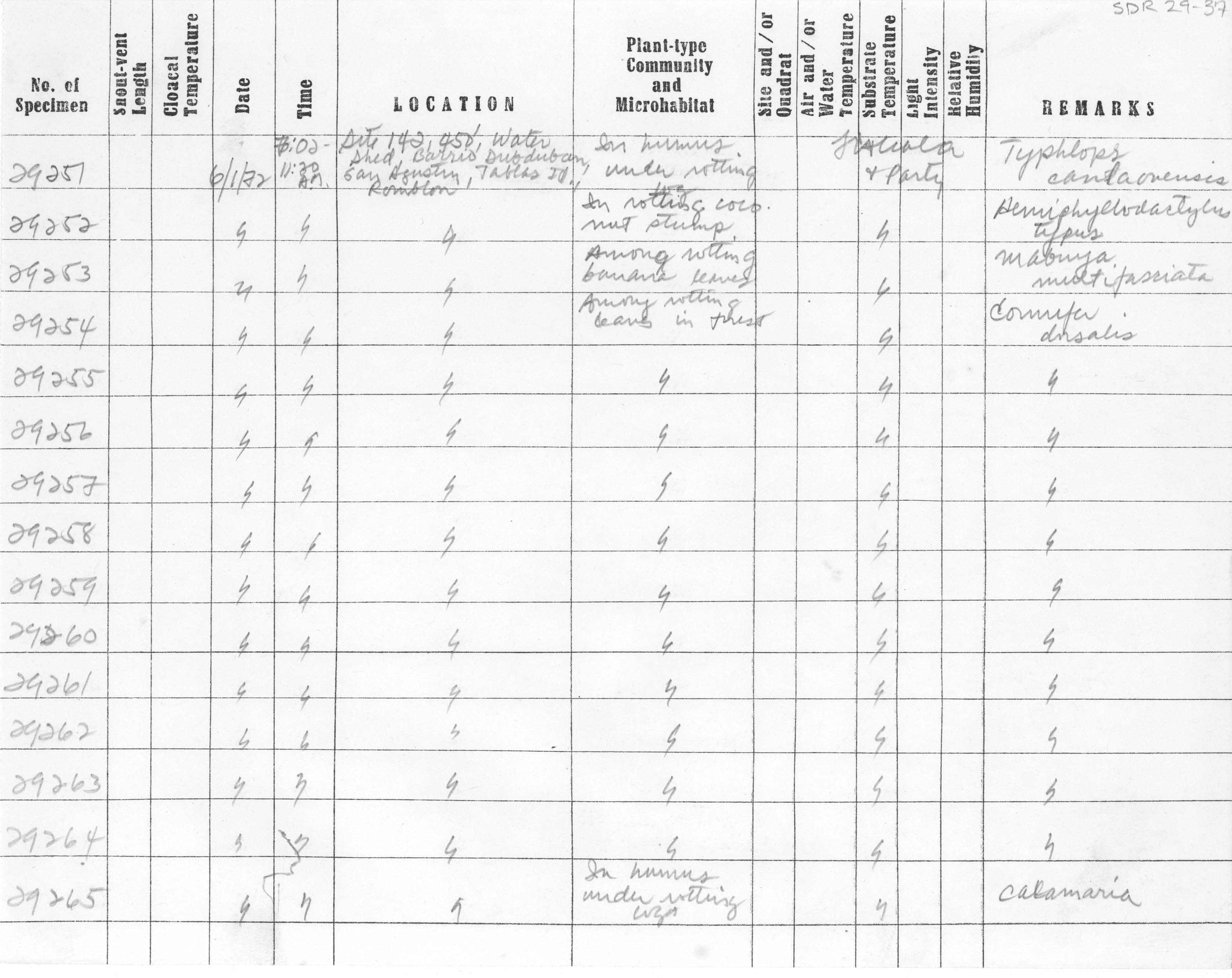 Typhlops ruficaudus image