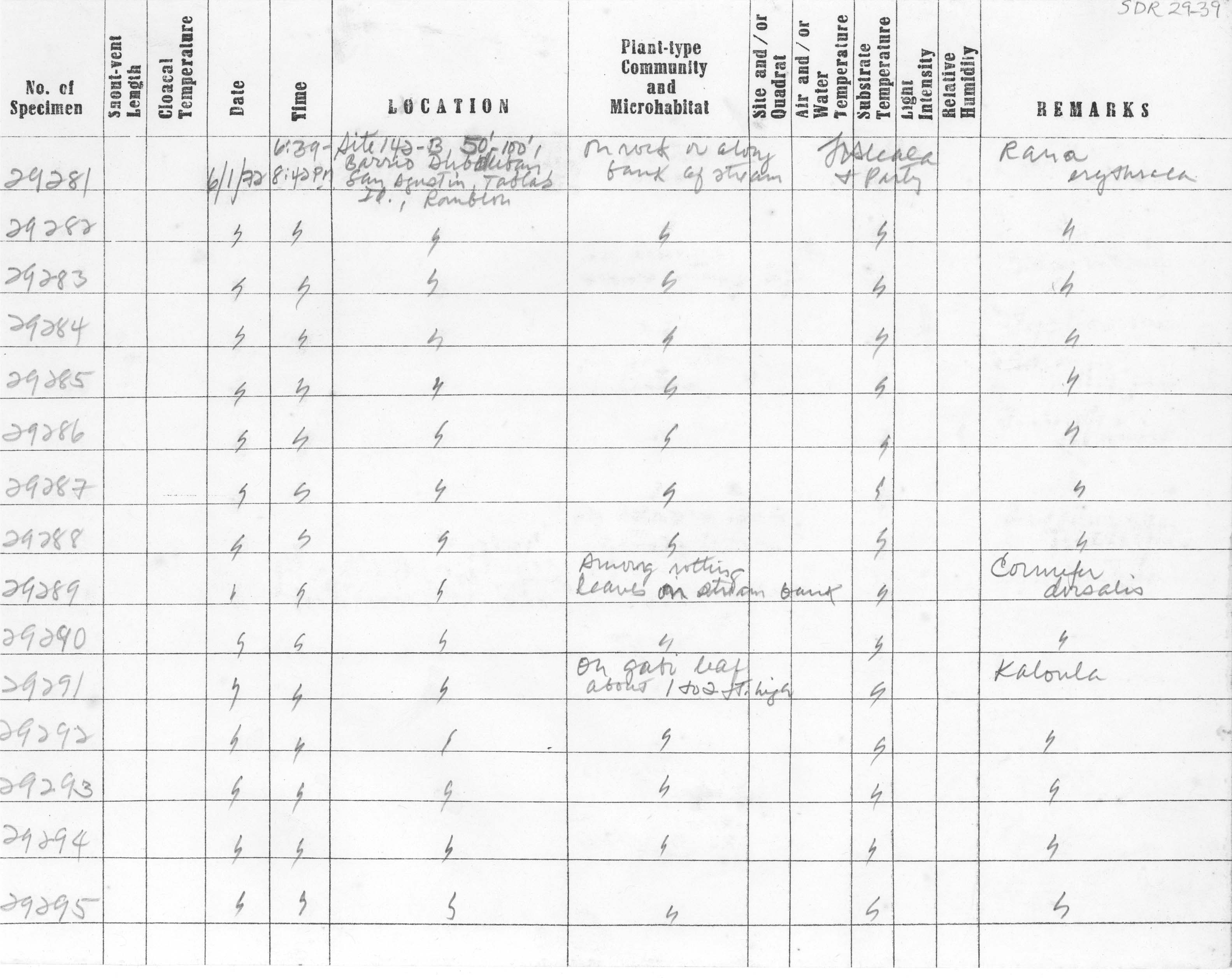 Kaloula conjuncta image