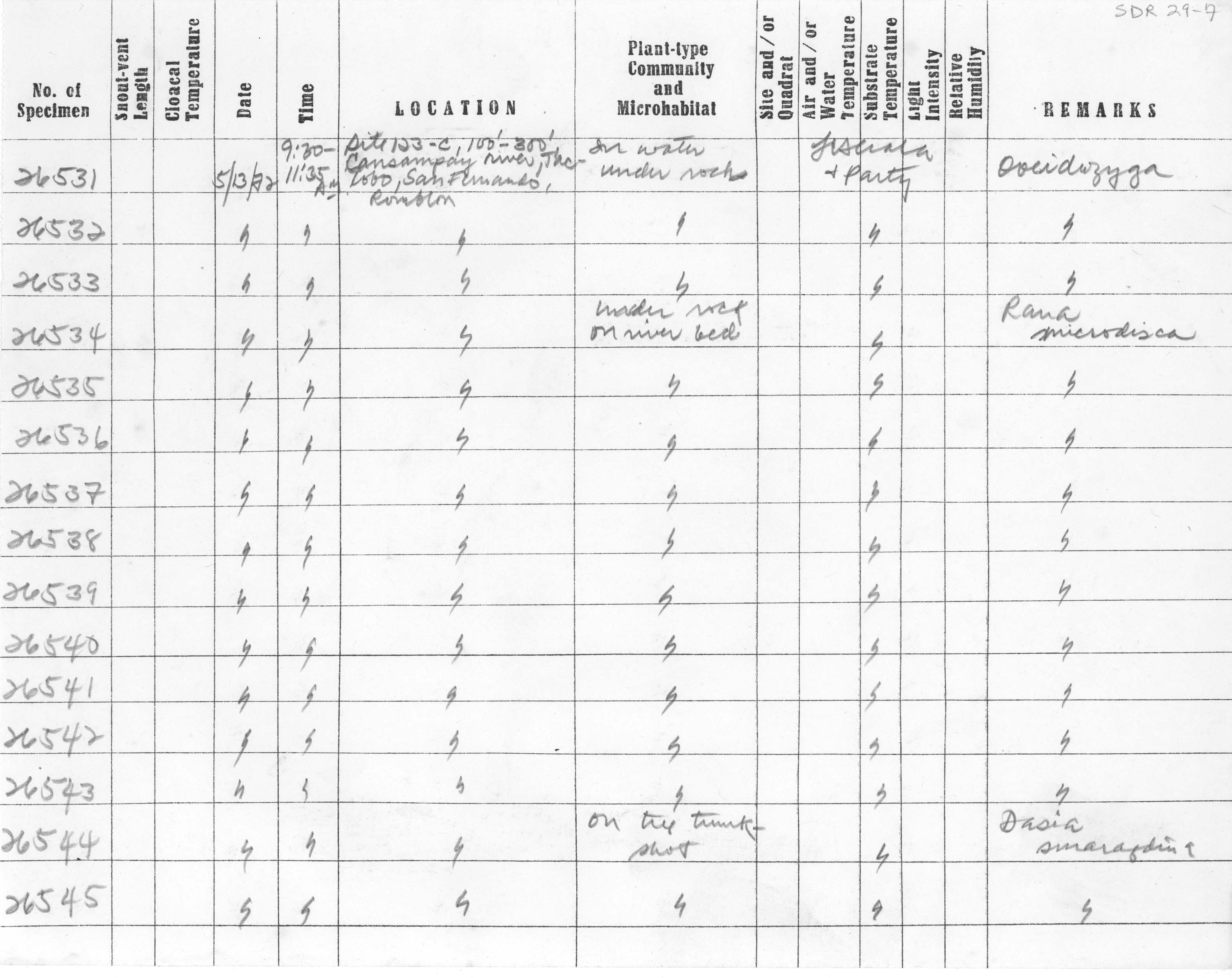 Limnonectes leytensis image