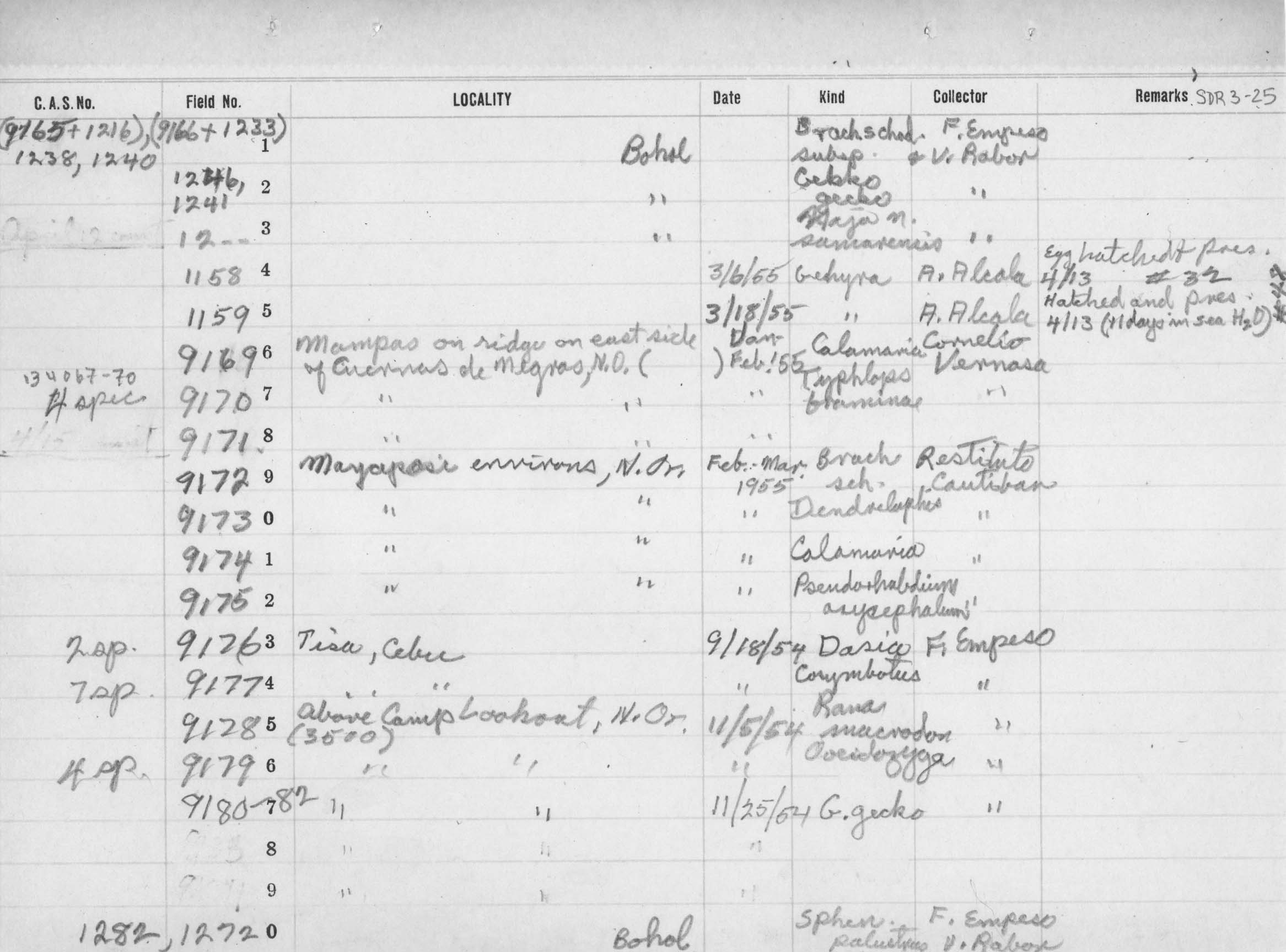 Ramphotyphlops image