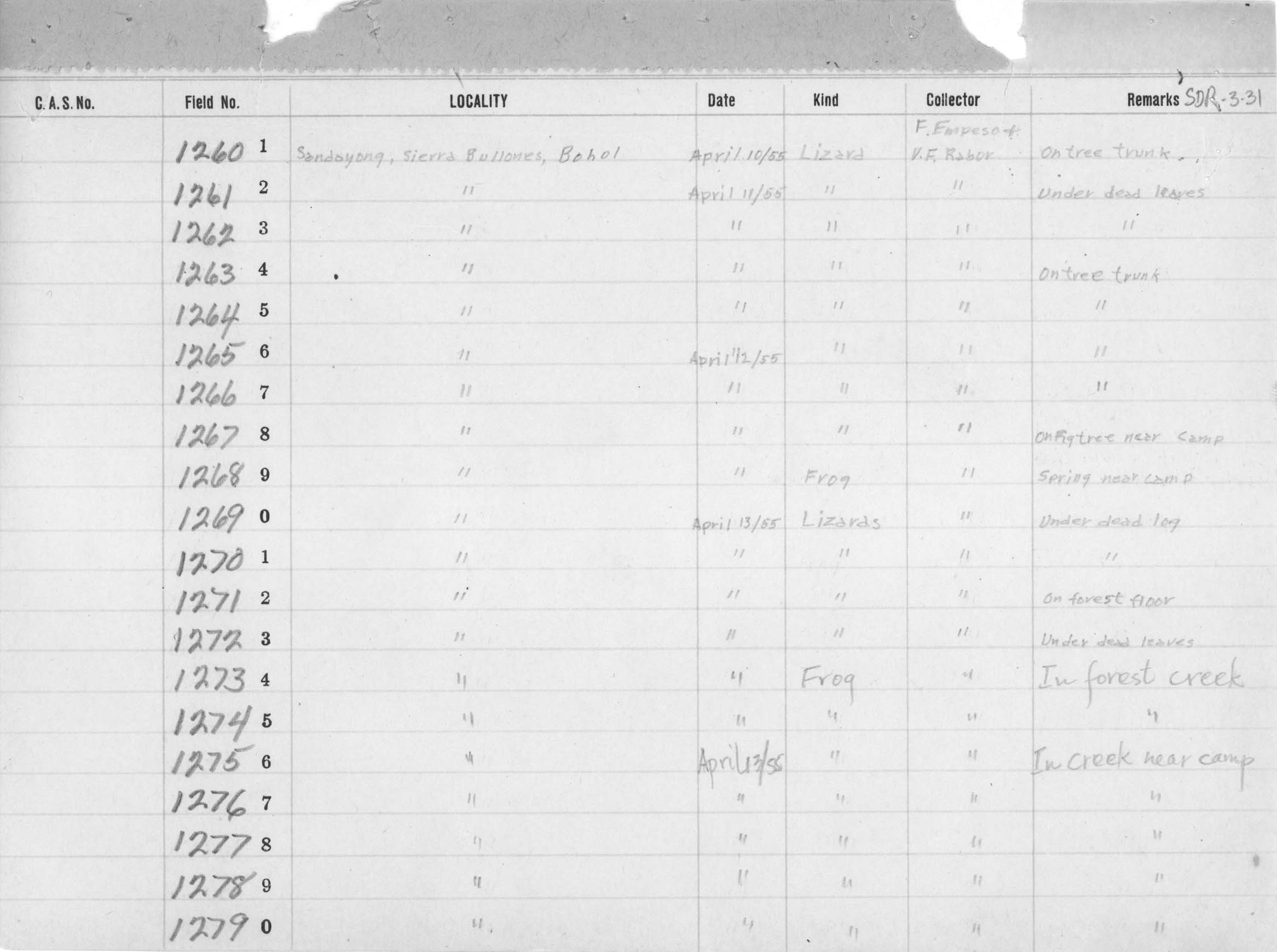 Limnonectes leytensis image