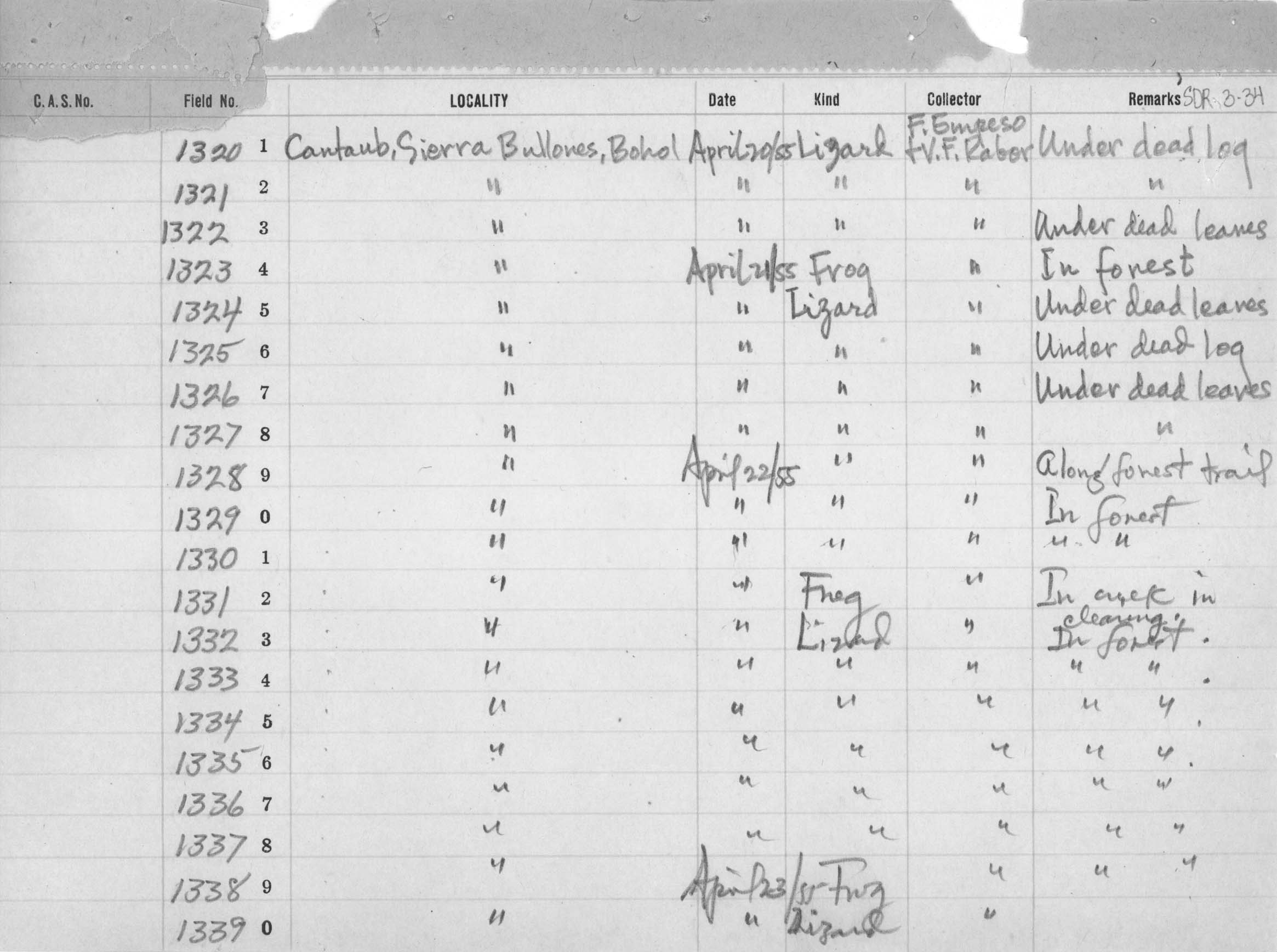 Limnonectes microdiscus image