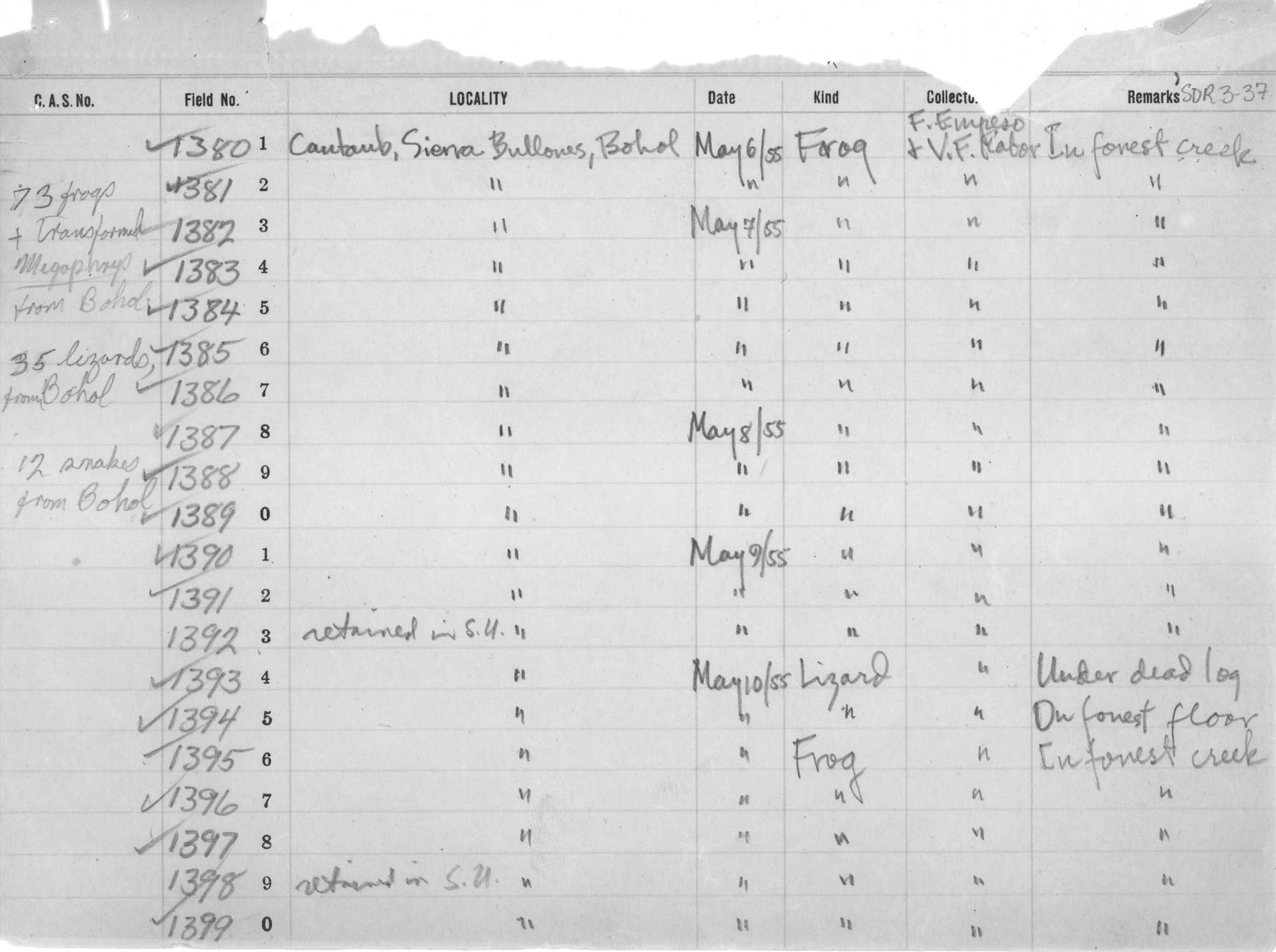 Kalophrynus pleurostigma image