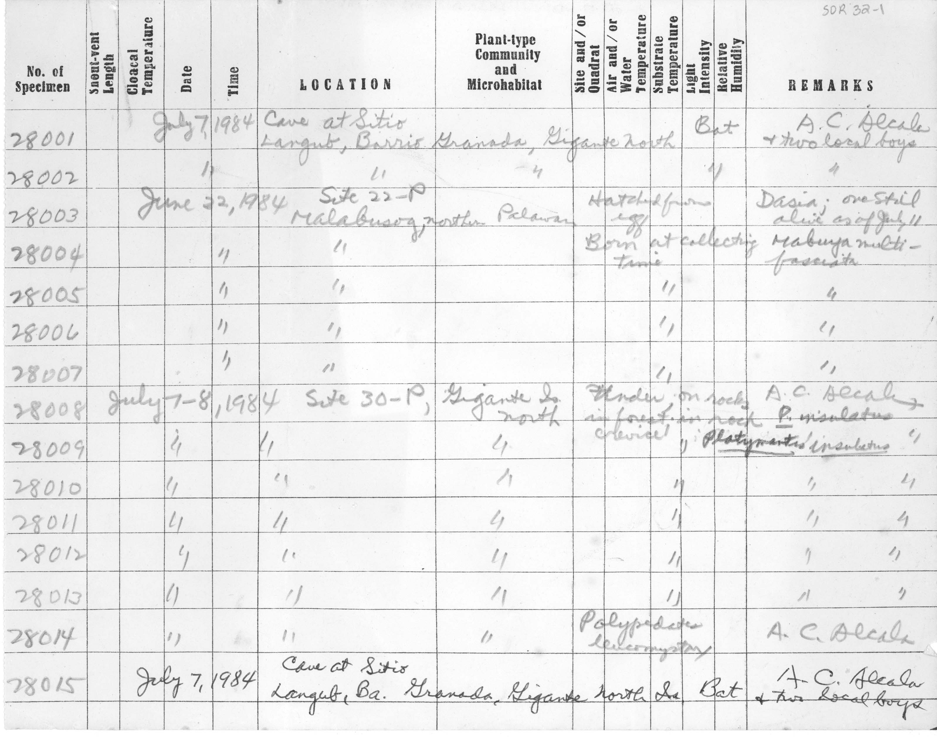 Platymantis insulatus image