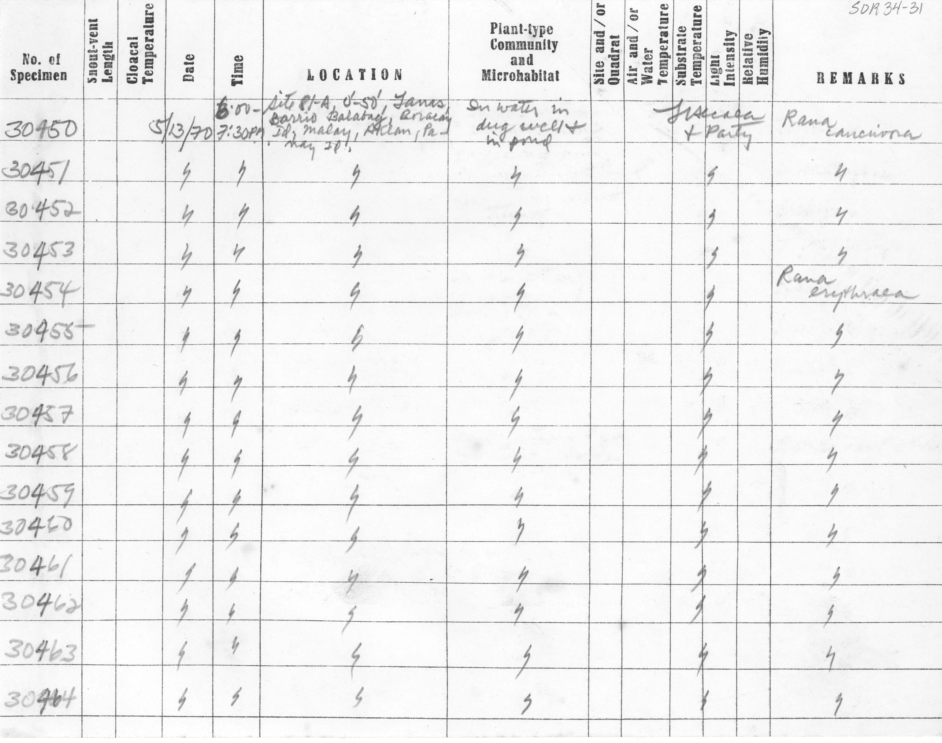 Hylarana erythraea image