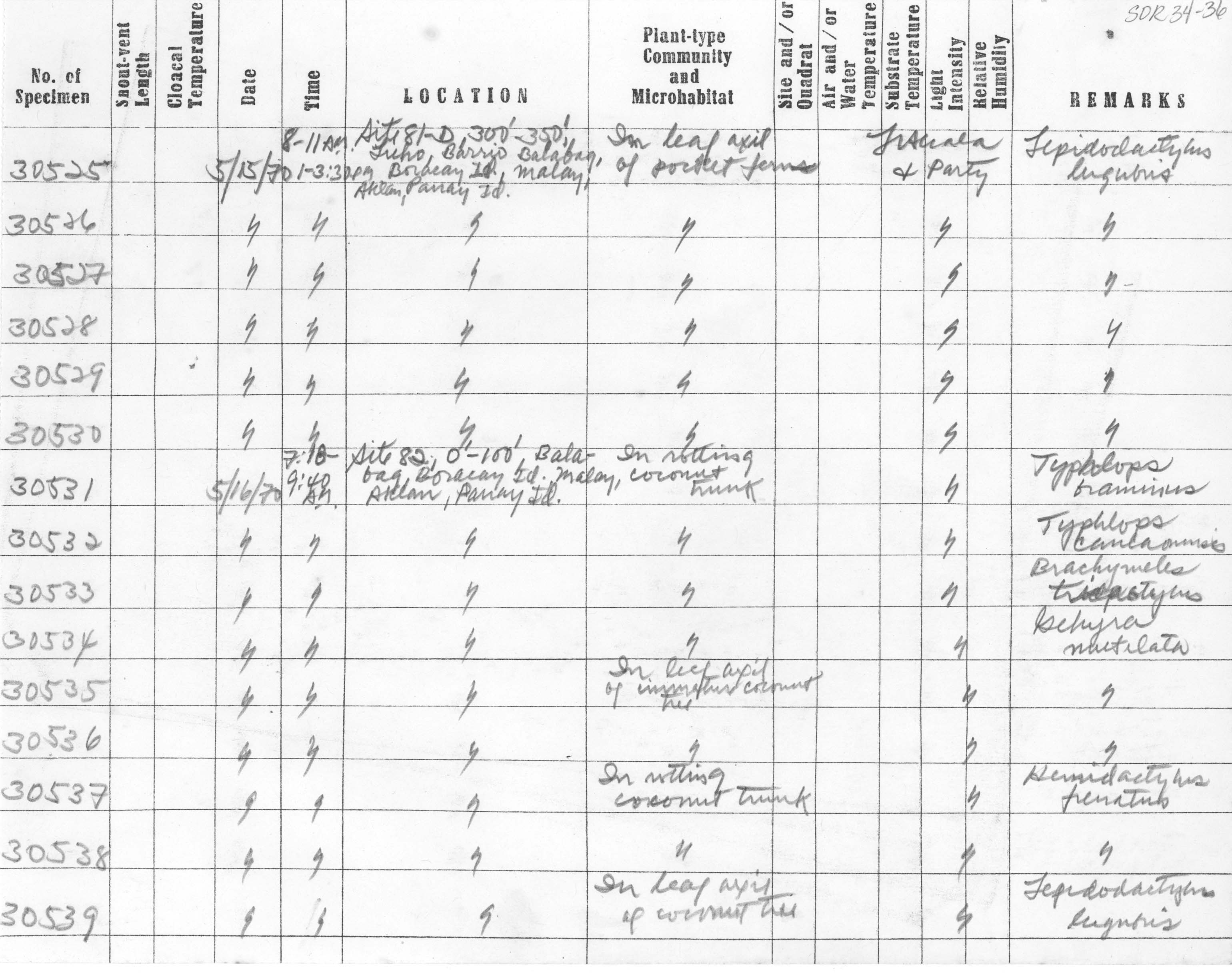 Typhlops castanotus image