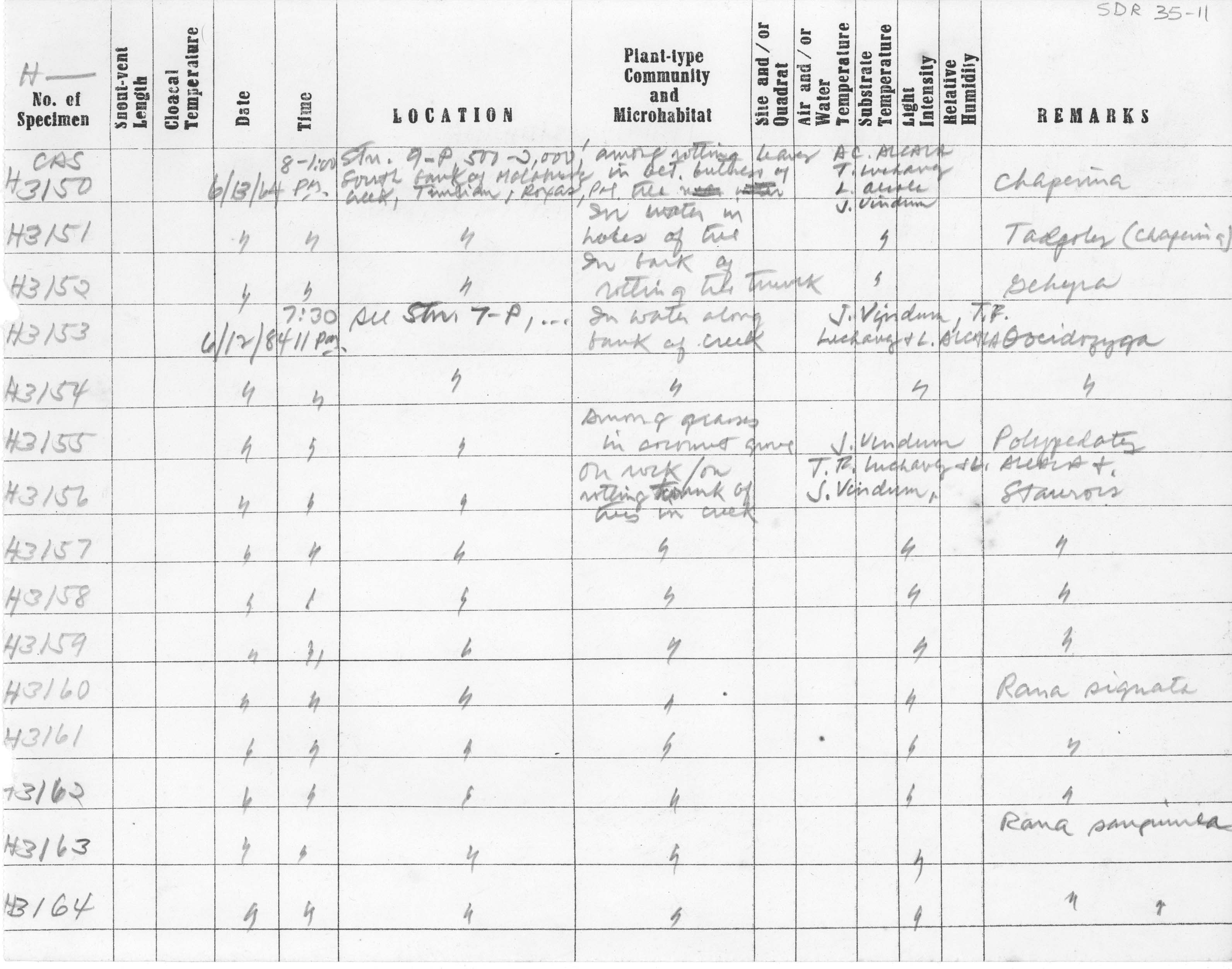 Sanguirana sanguinea image