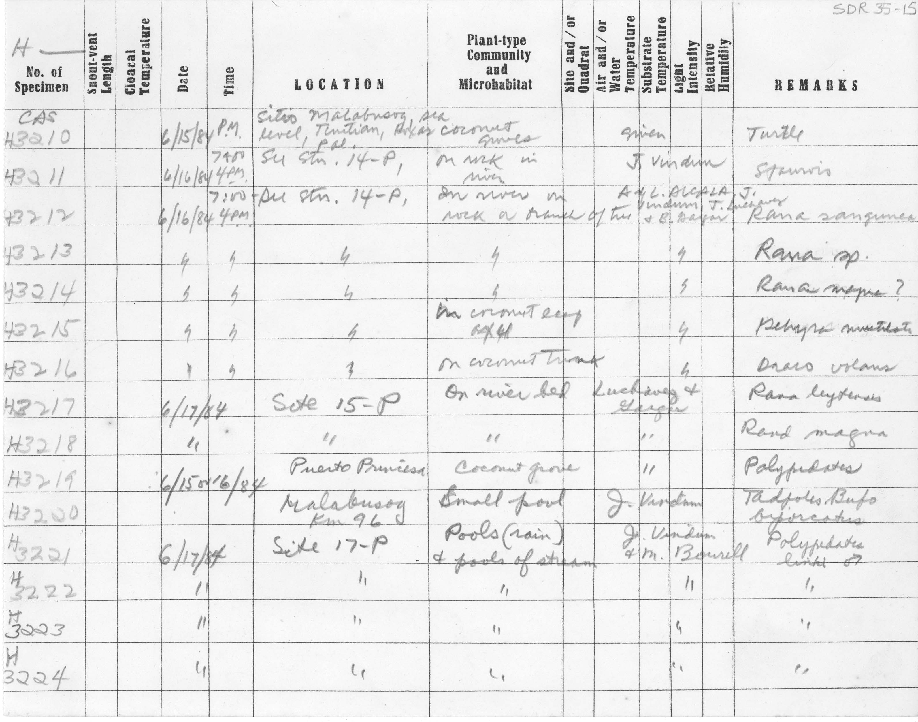 Polypedates macrotis image
