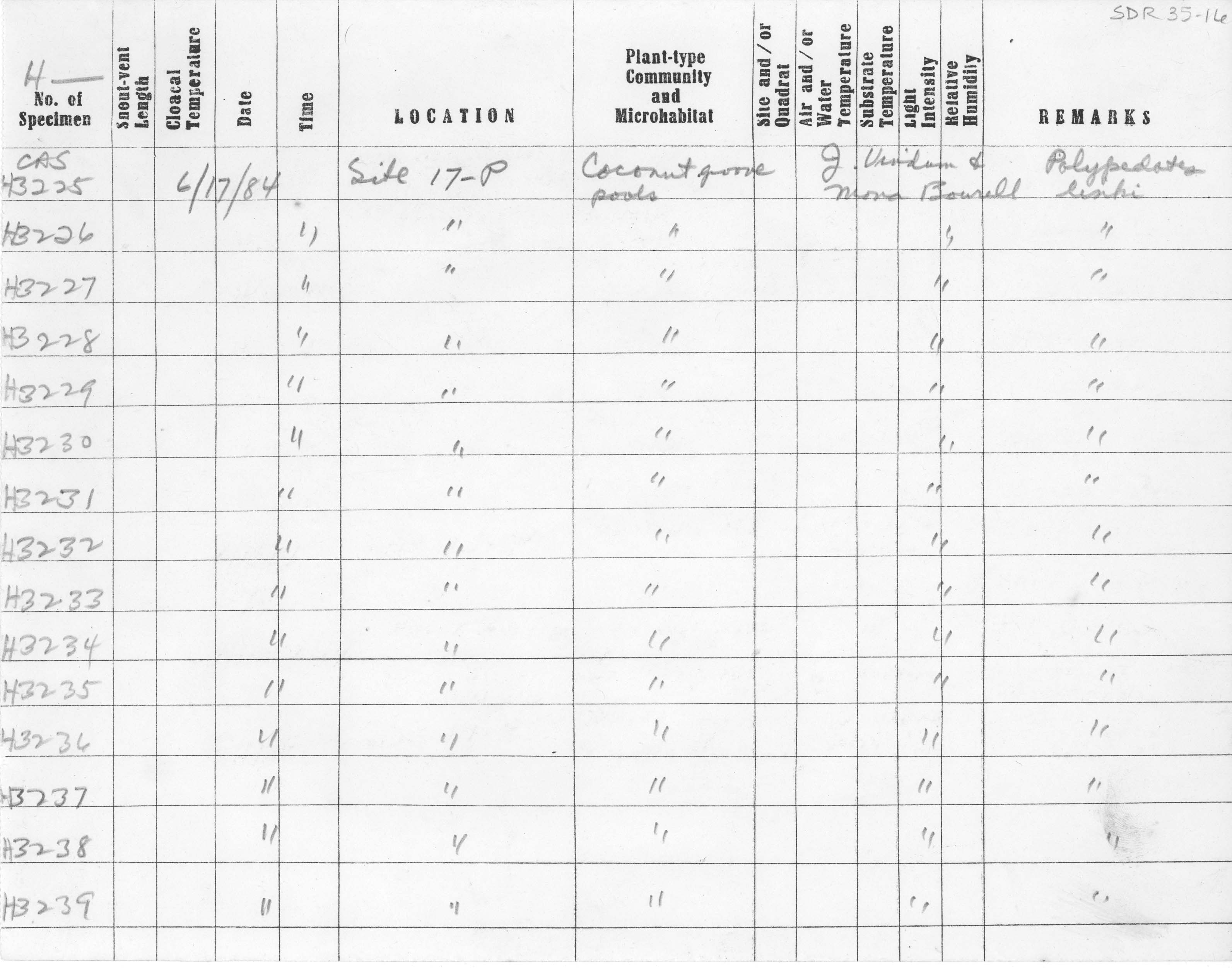 Polypedates macrotis image