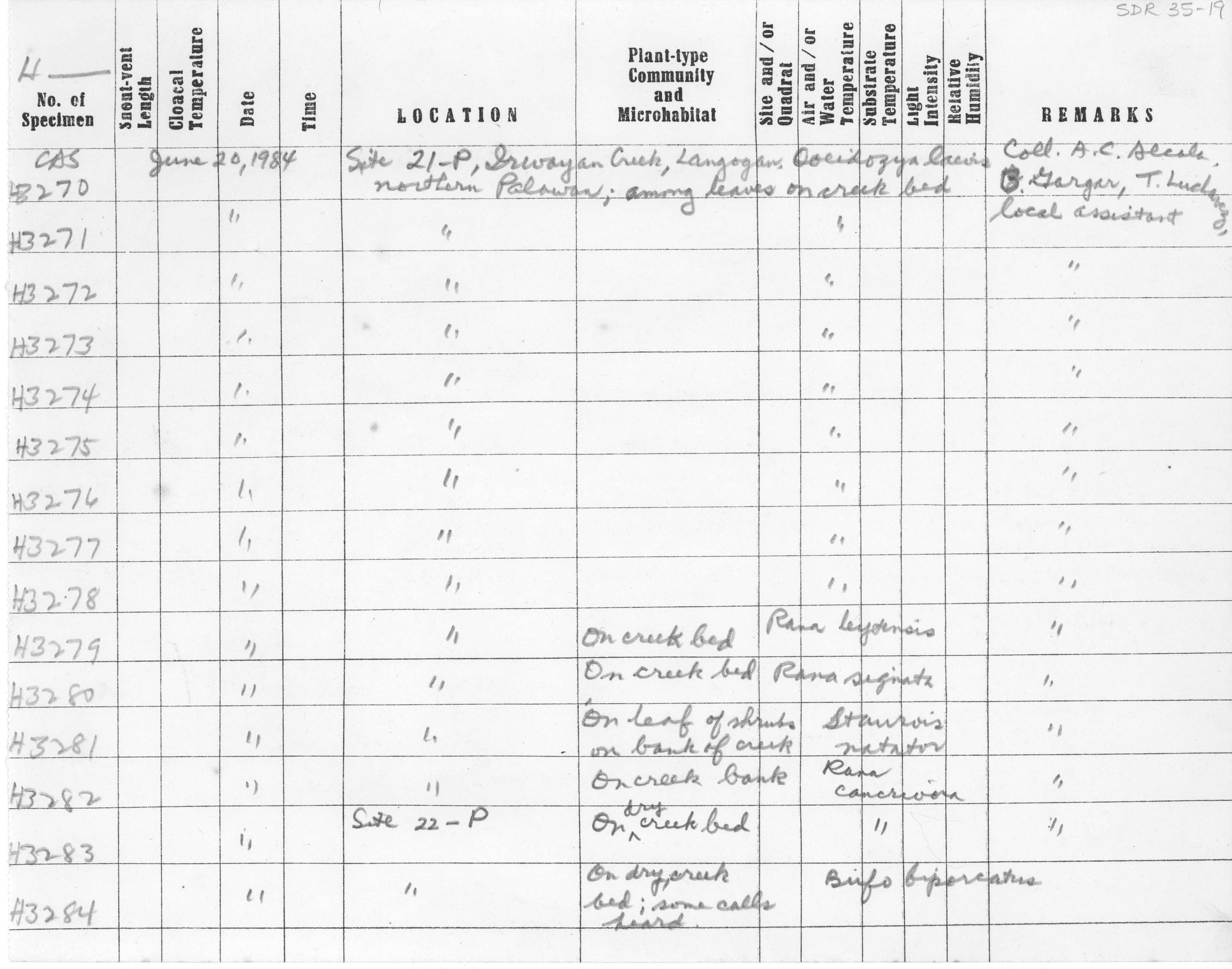 Ingerophrynus biporcatus image