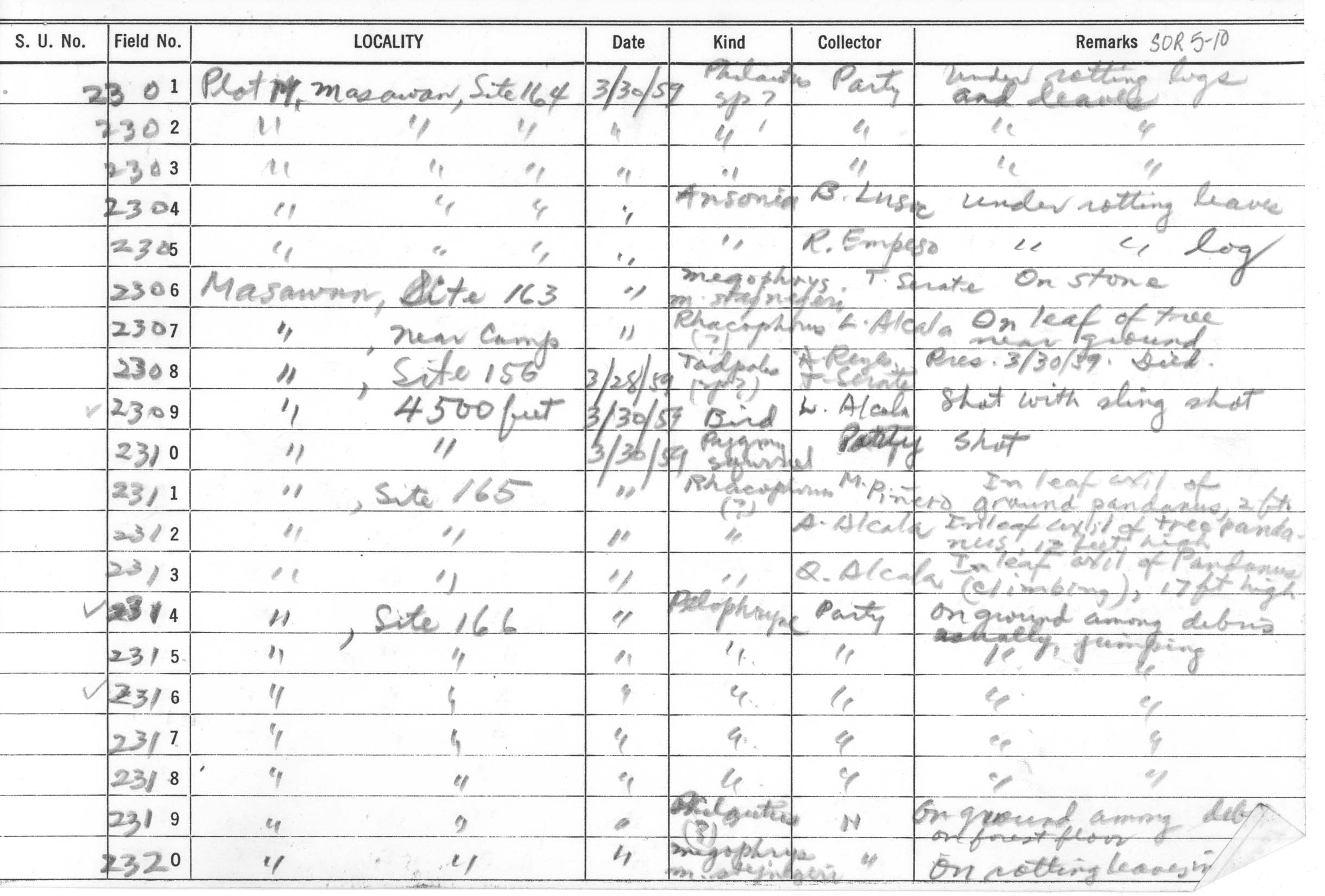 Leptobrachium hasseltii image