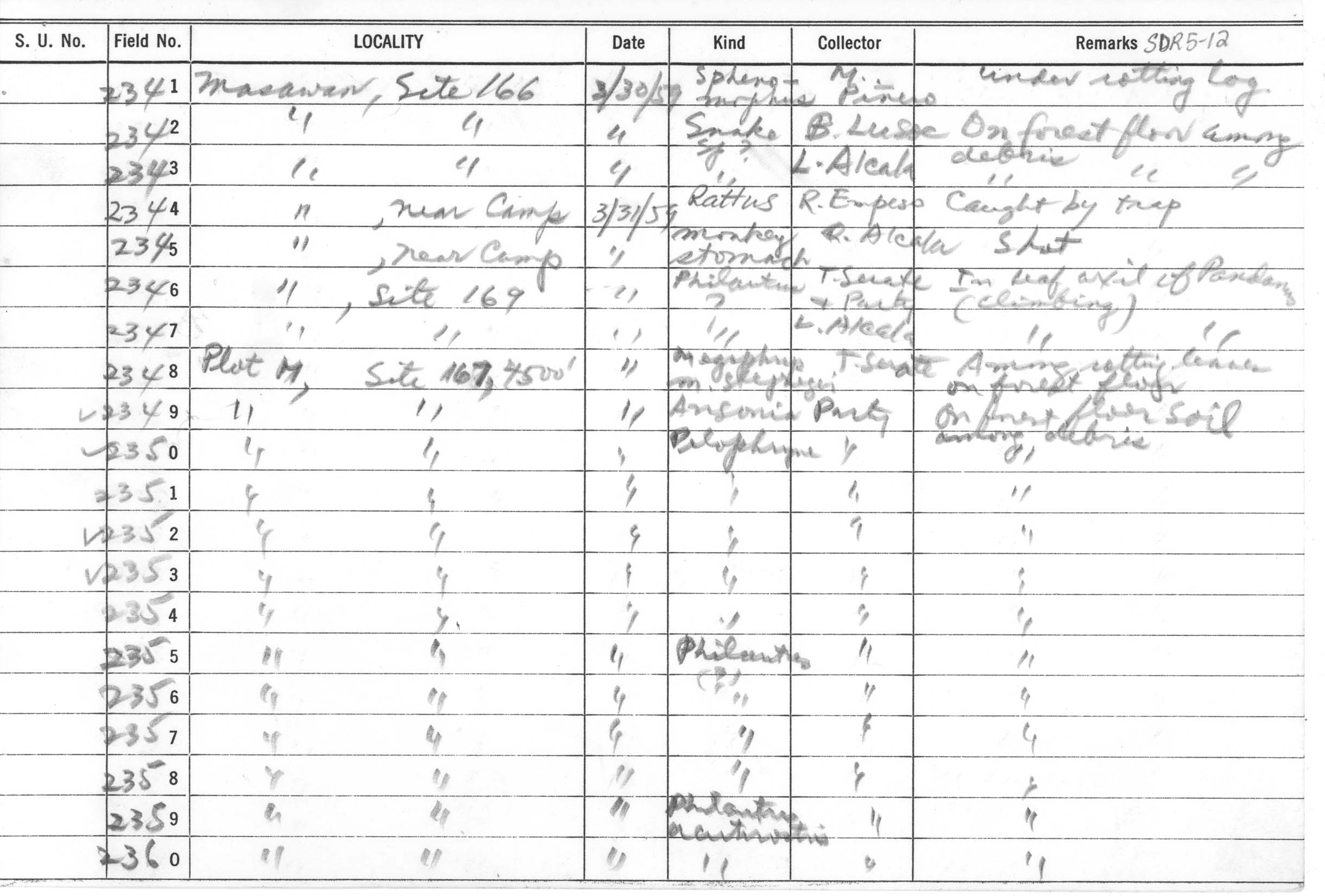 Pelophryne lighti image