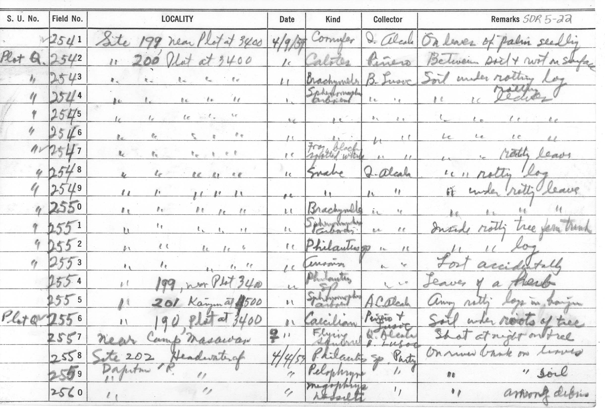 Philautus surdus image