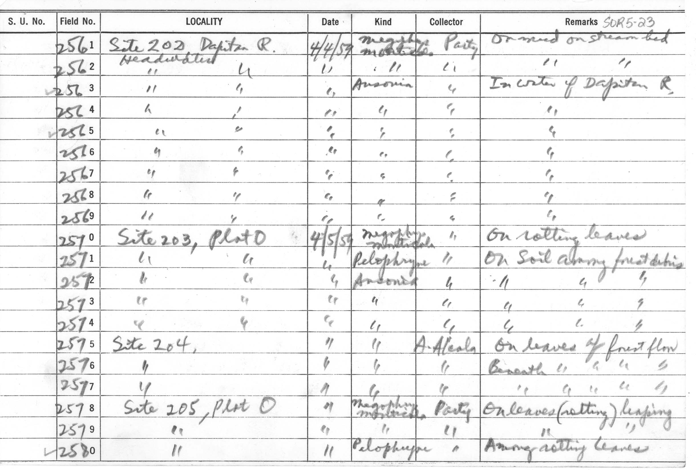 Ansonia muelleri image