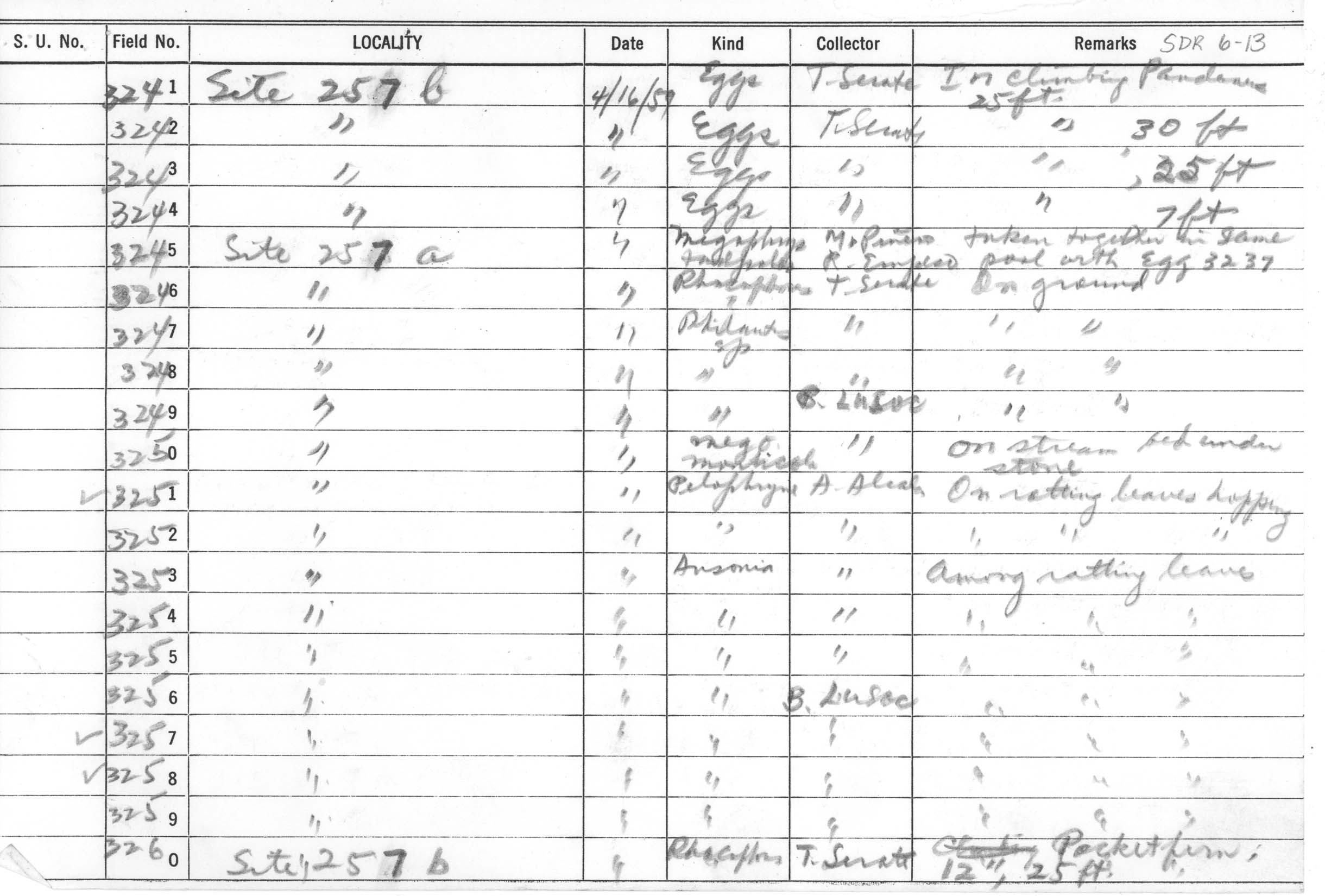 Megophrys montana image