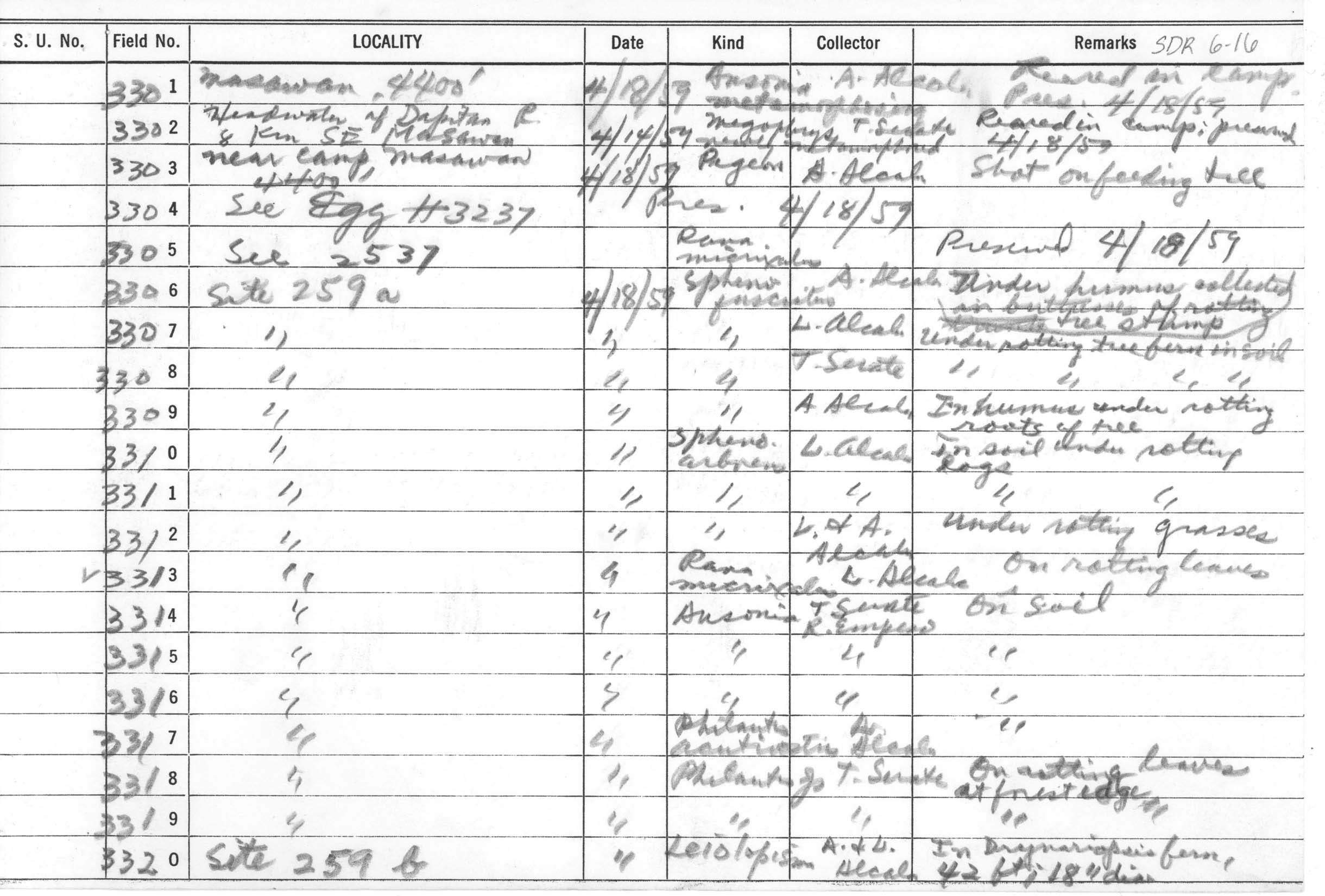Limnonectes parvus image
