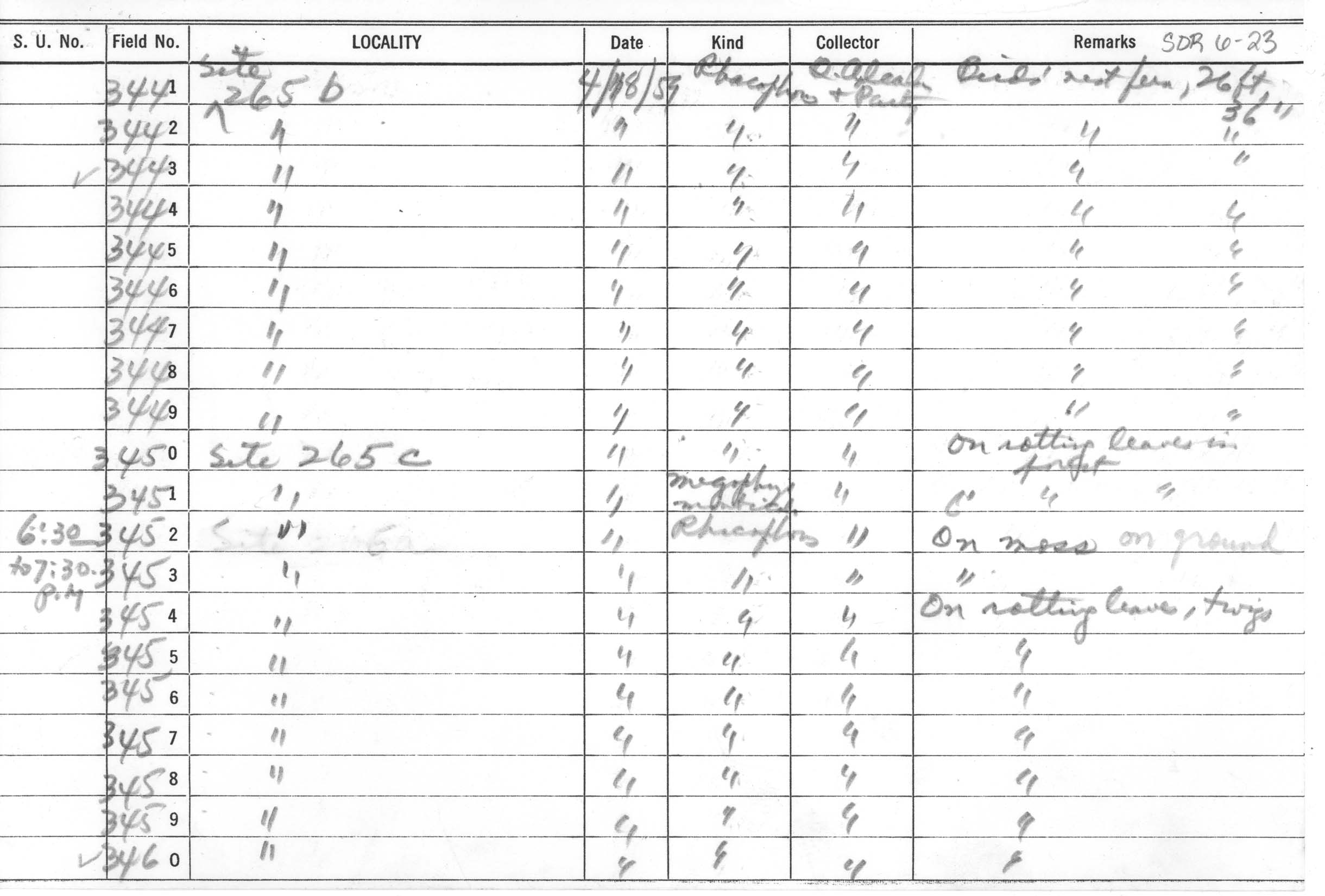 Philautus surrufus image