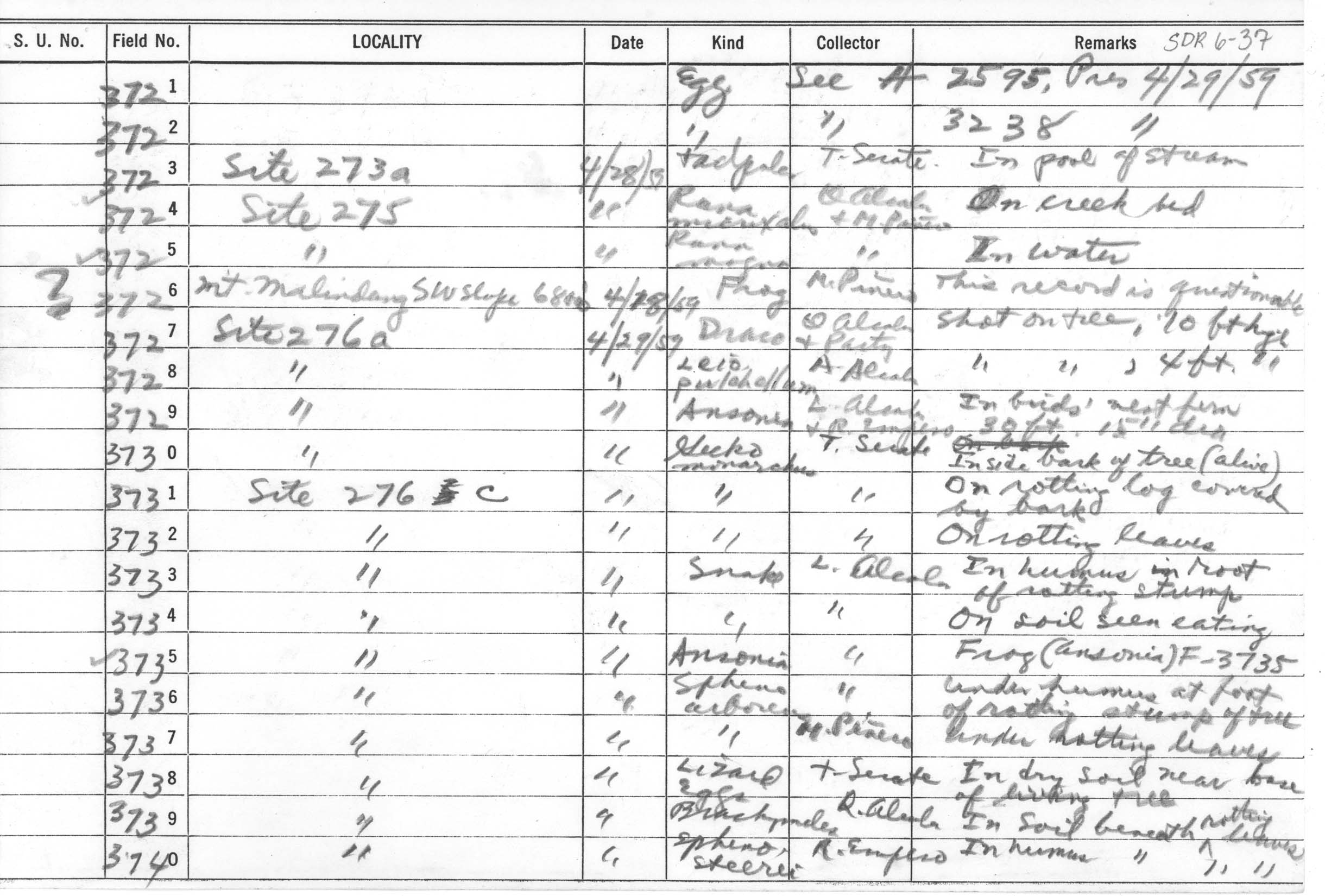 Ansonia mcgregori image