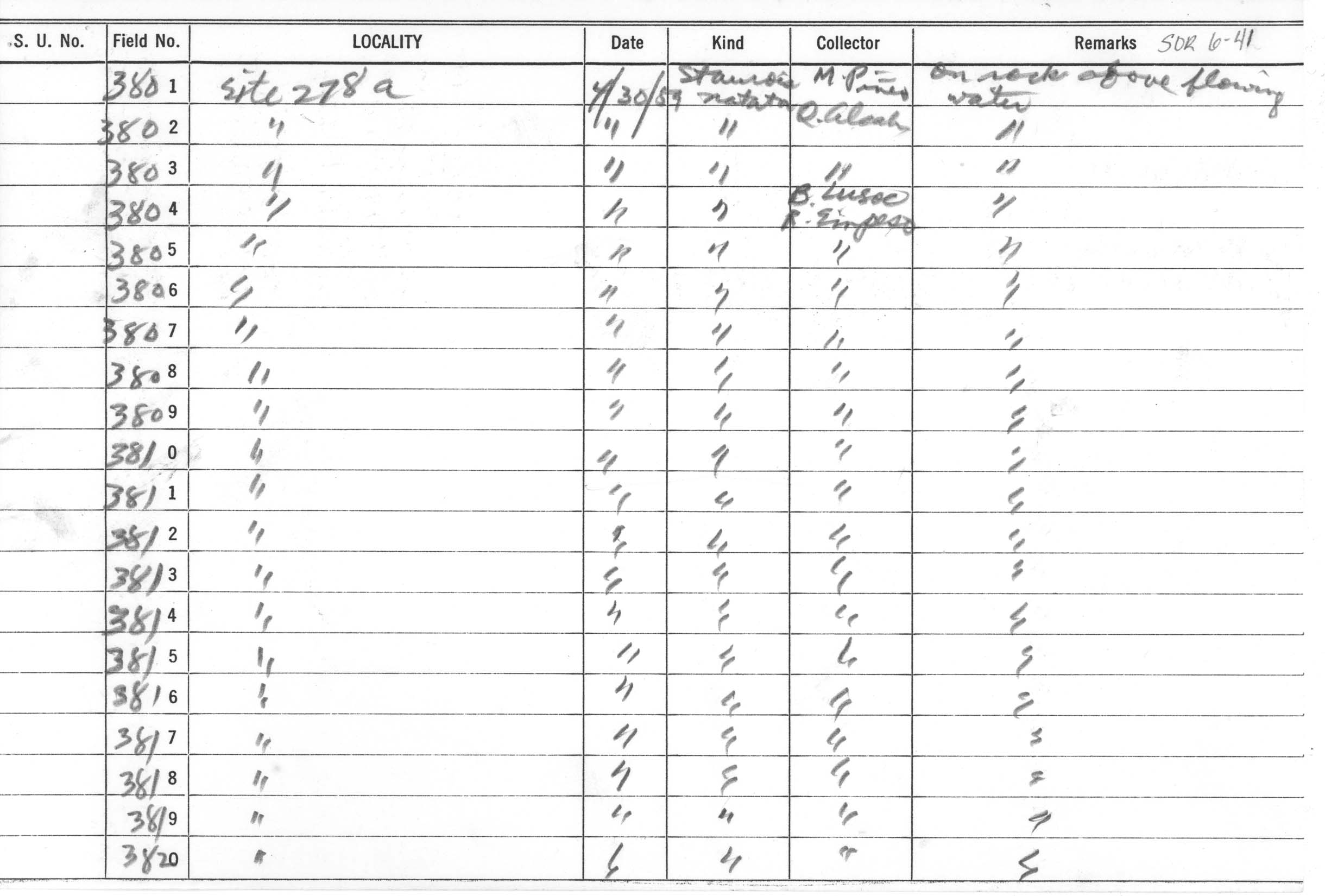 Staurois natator image