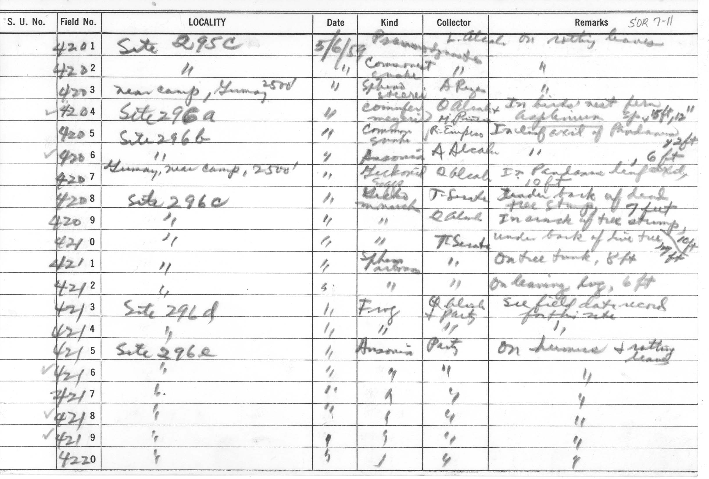 Nyctixalus spinosus image