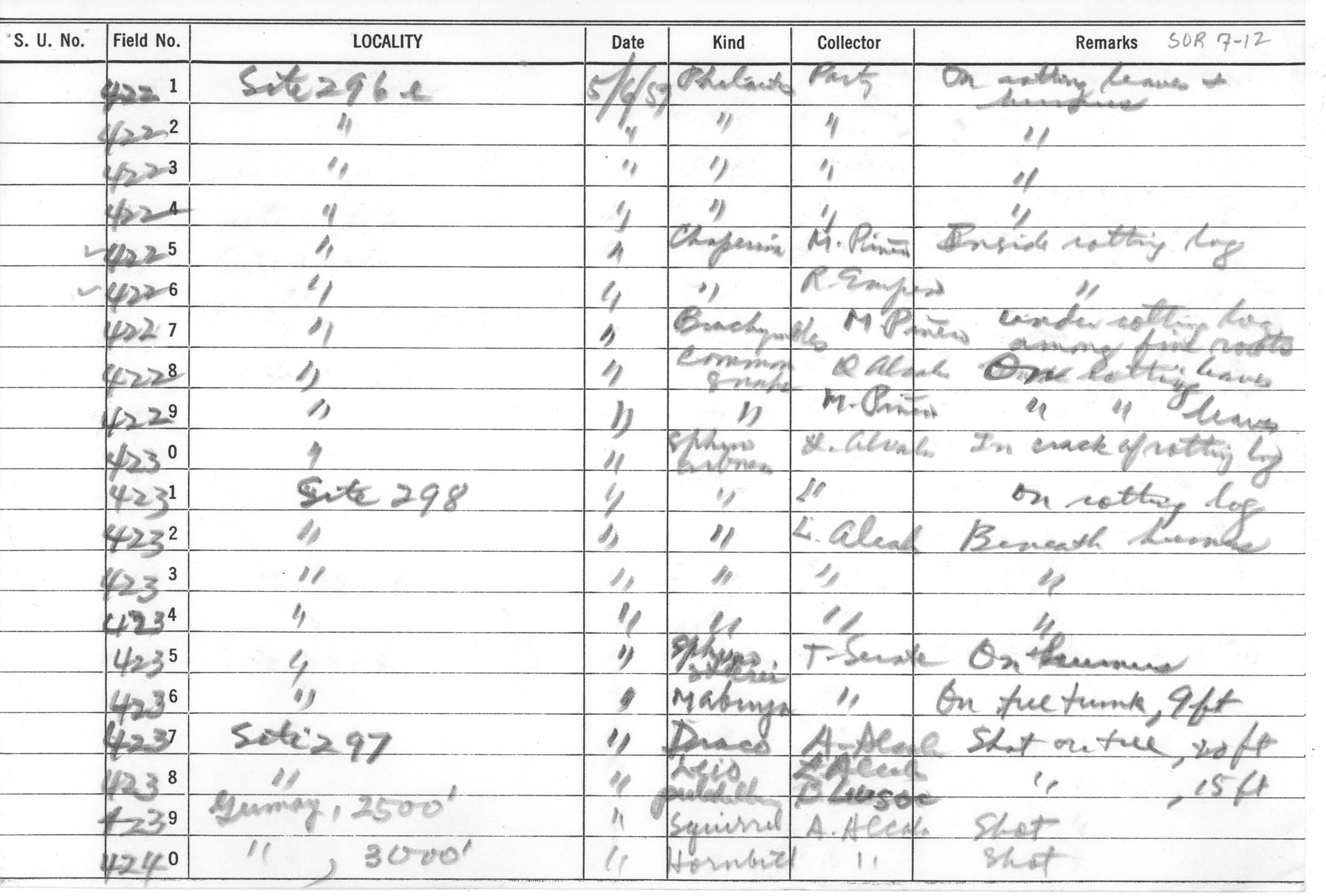 Philautus acutirostris image