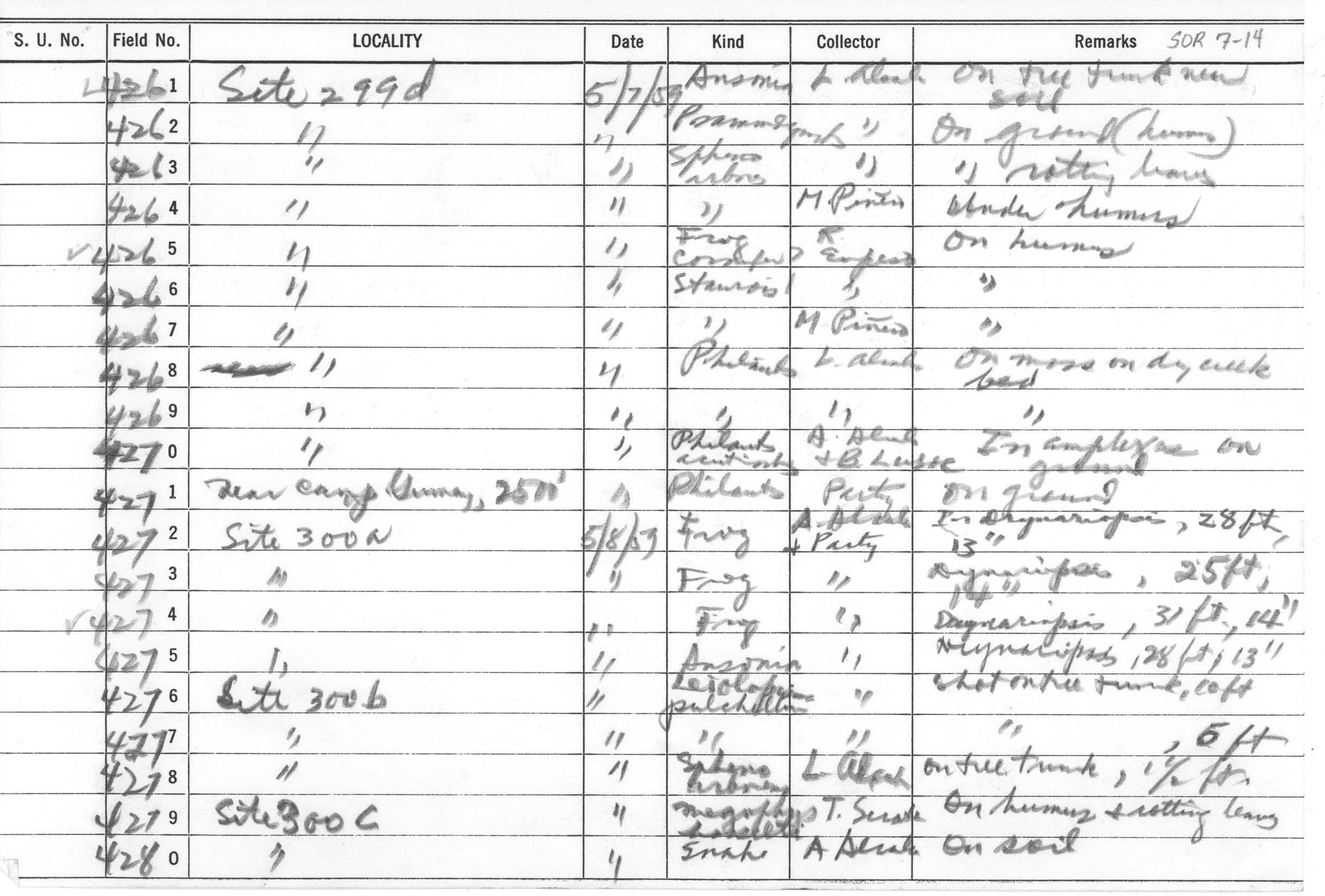 Staurois natator image