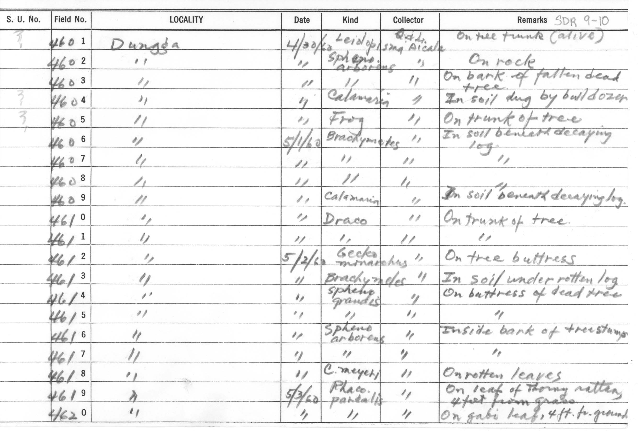 Rhacophorus pardalis image