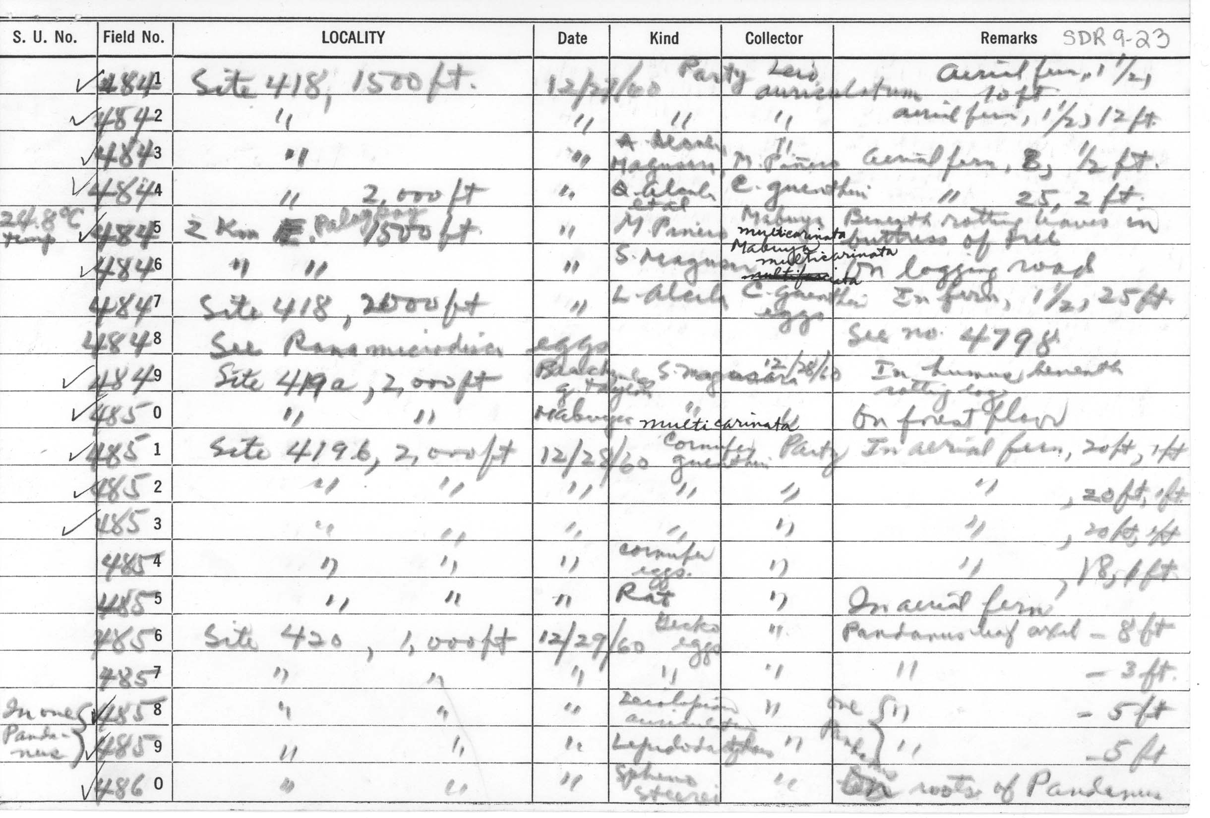 Platymantis negrosensis image