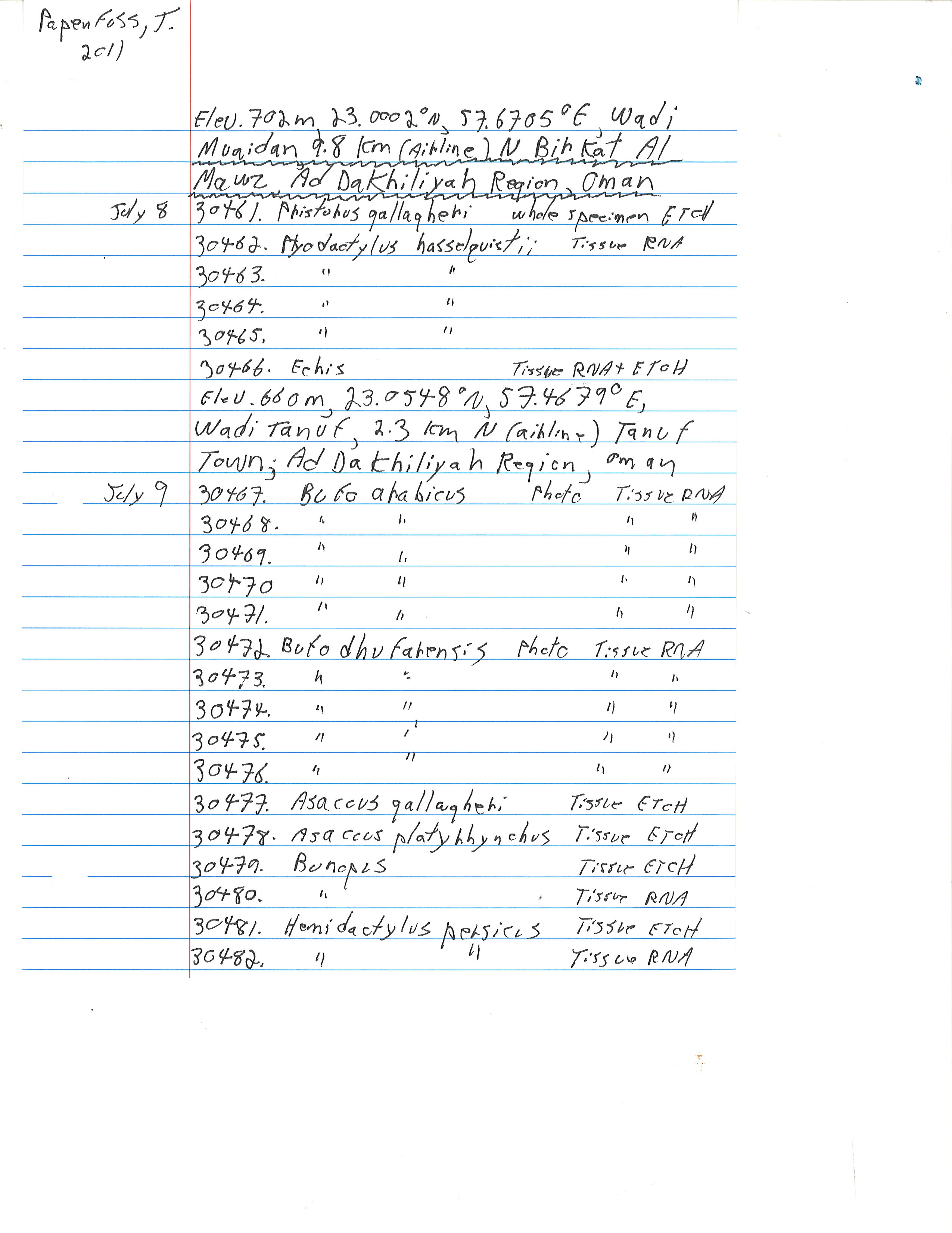 Ptyodactylus hasselquistii image