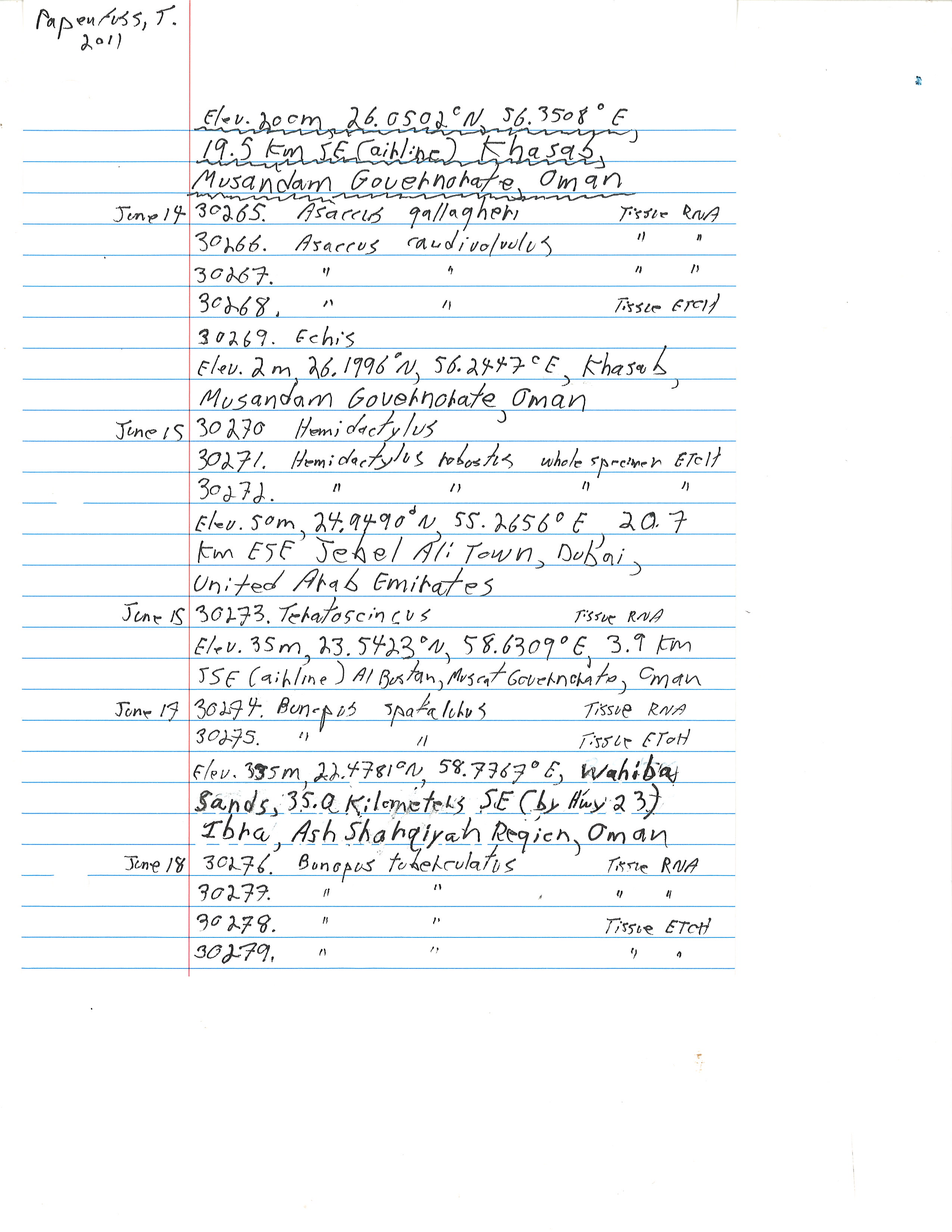 Asaccus caudivolvulus image