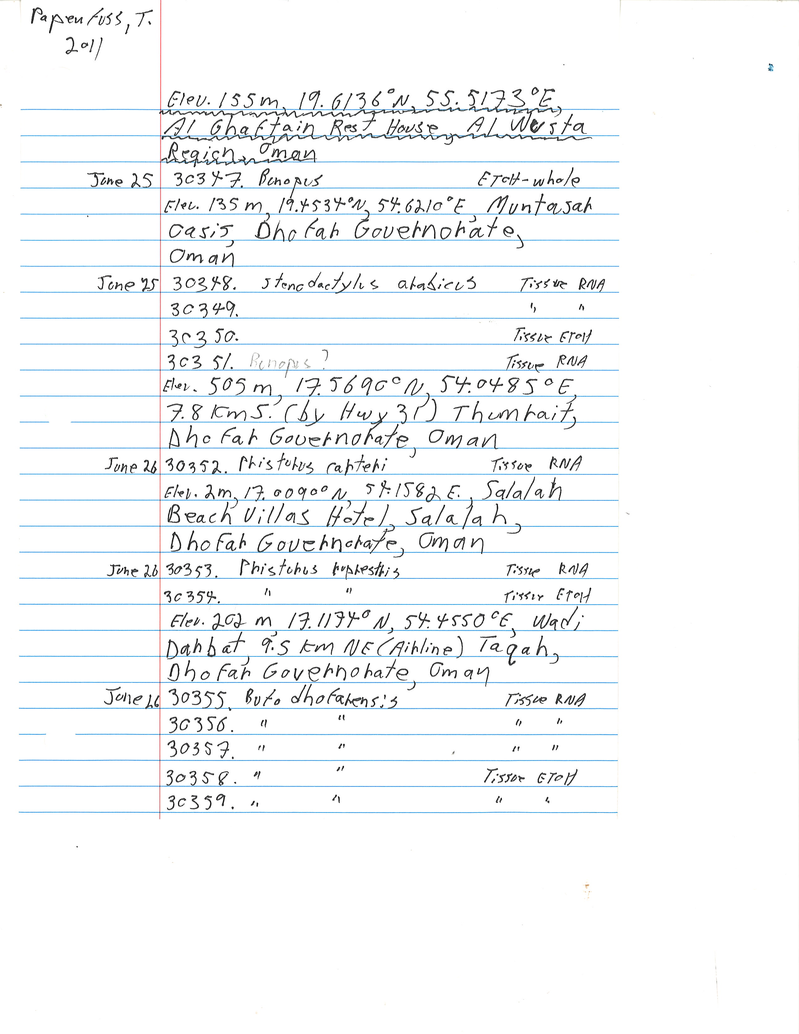 Stenodactylus arabicus image