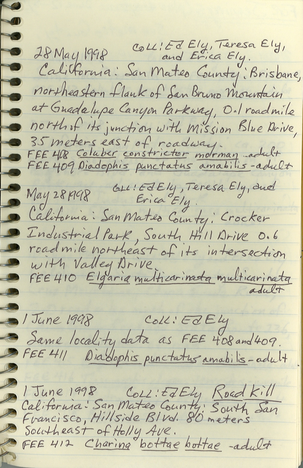 Diadophis punctatus amabilis image