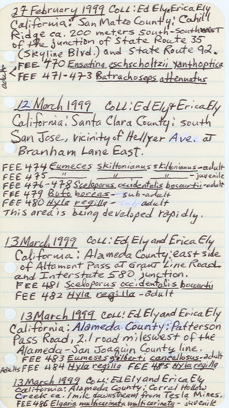 Batrachoseps attenuatus image