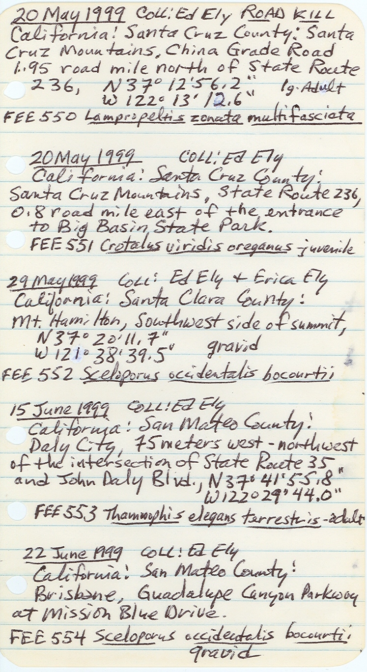 Crotalus oreganus image