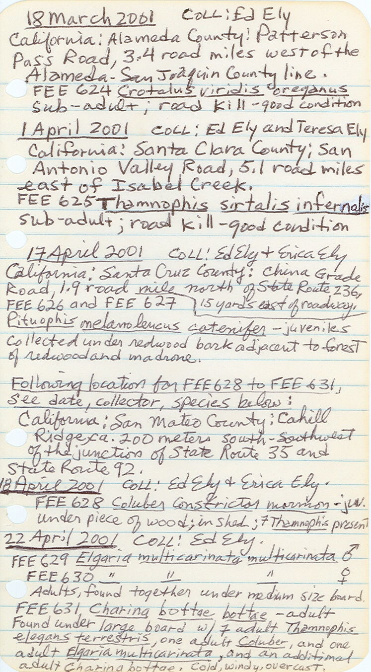 Charina bottae image