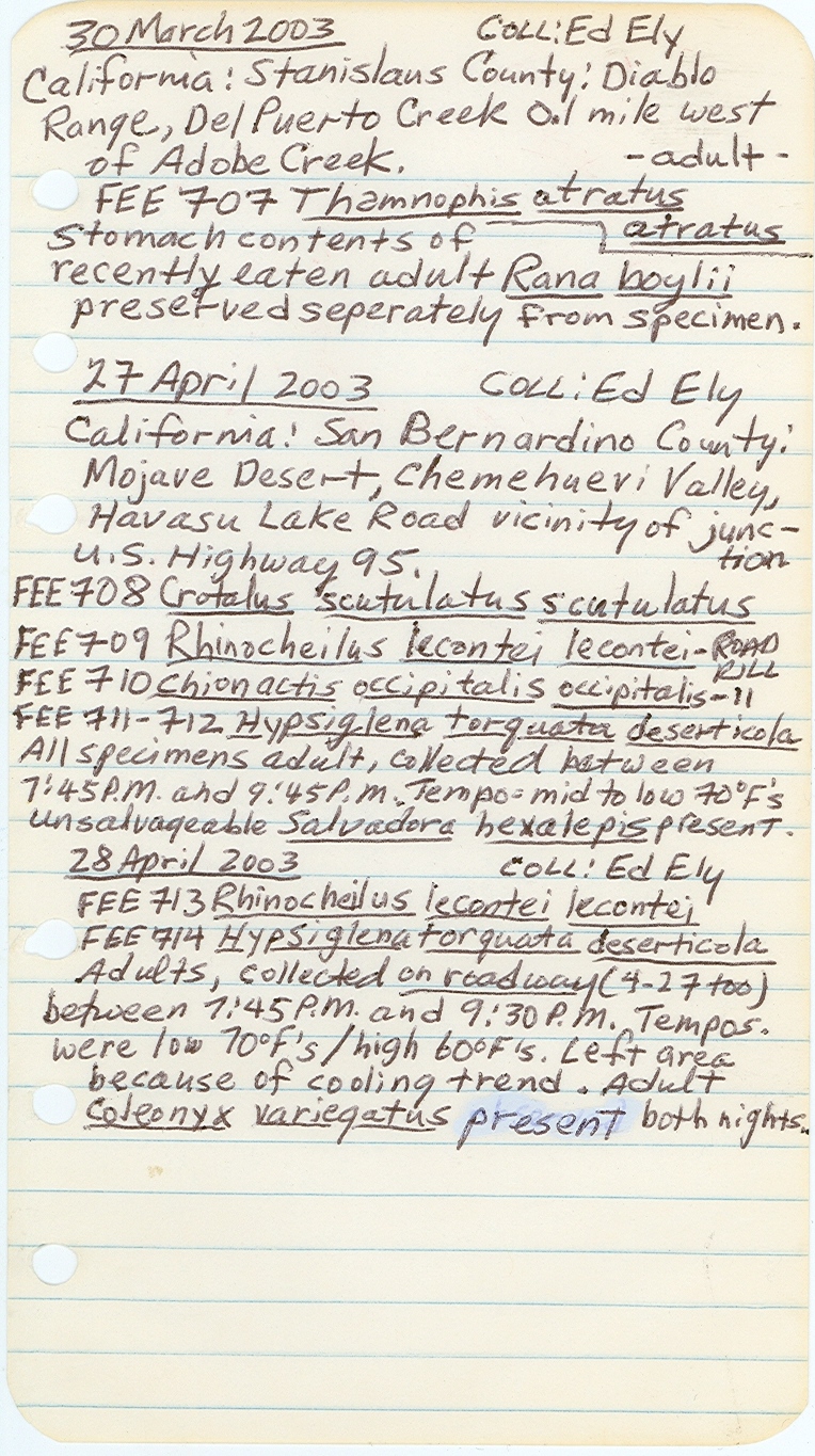 Hypsiglena torquata deserticola image