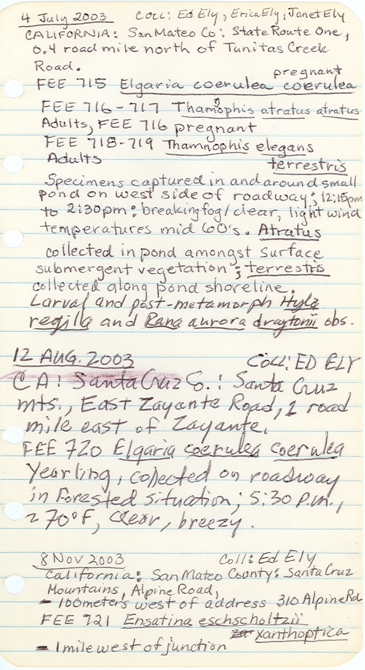 Thamnophis atratus atratus image