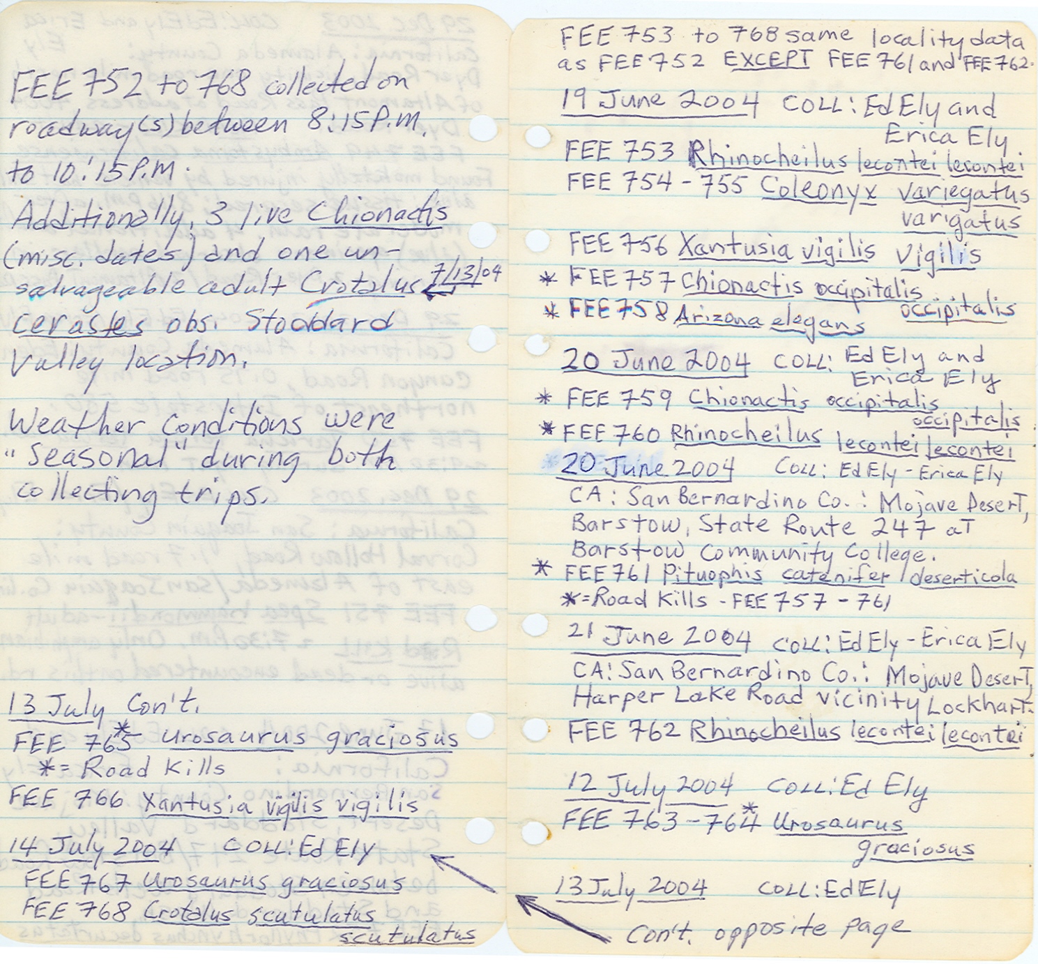 Rhinocheilus lecontei lecontei image