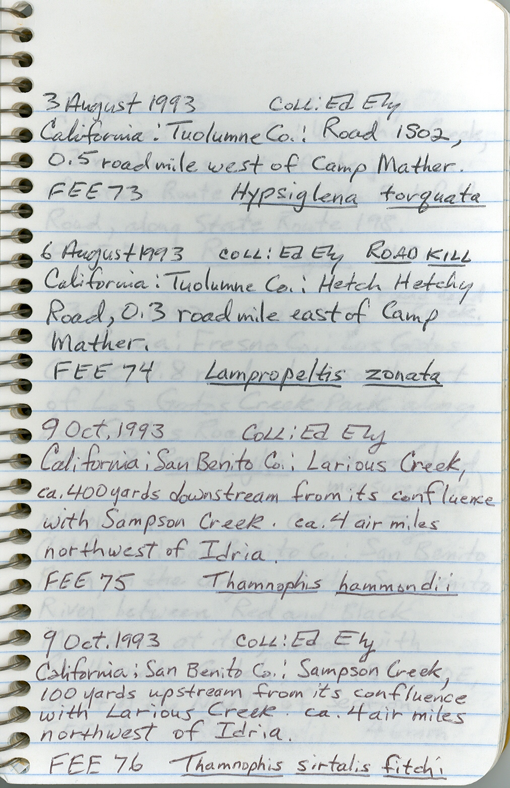 Thamnophis sirtalis image